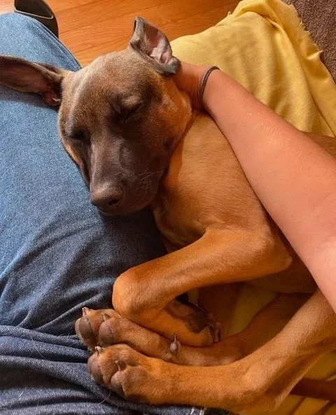 Francis will be at our Adoption Center tomorrow, Thursday 10/30, from 2:30–6:30 PM or until someone sweeps him off to the Good Life.
This boy was originally adopted in May and now is back with us looking for adopters, fosters, or fosters-to-