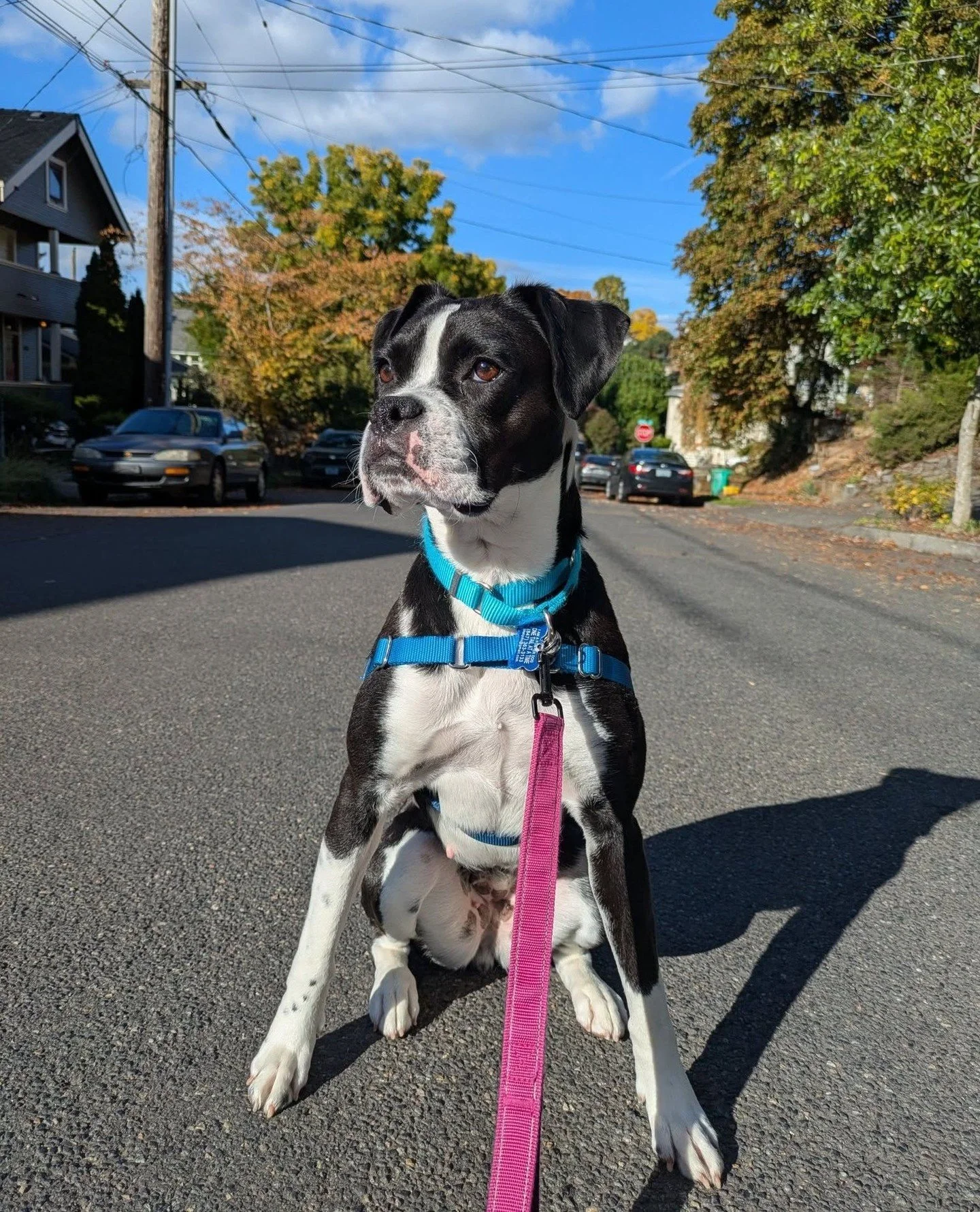 Birch is cute inside and out — both literally and figuratively. She’s mastered the art of the polite sit in every setting, from outdoor walks to indoor snack negotiations during photoshoots.
She’ll be at our Adoption Center this