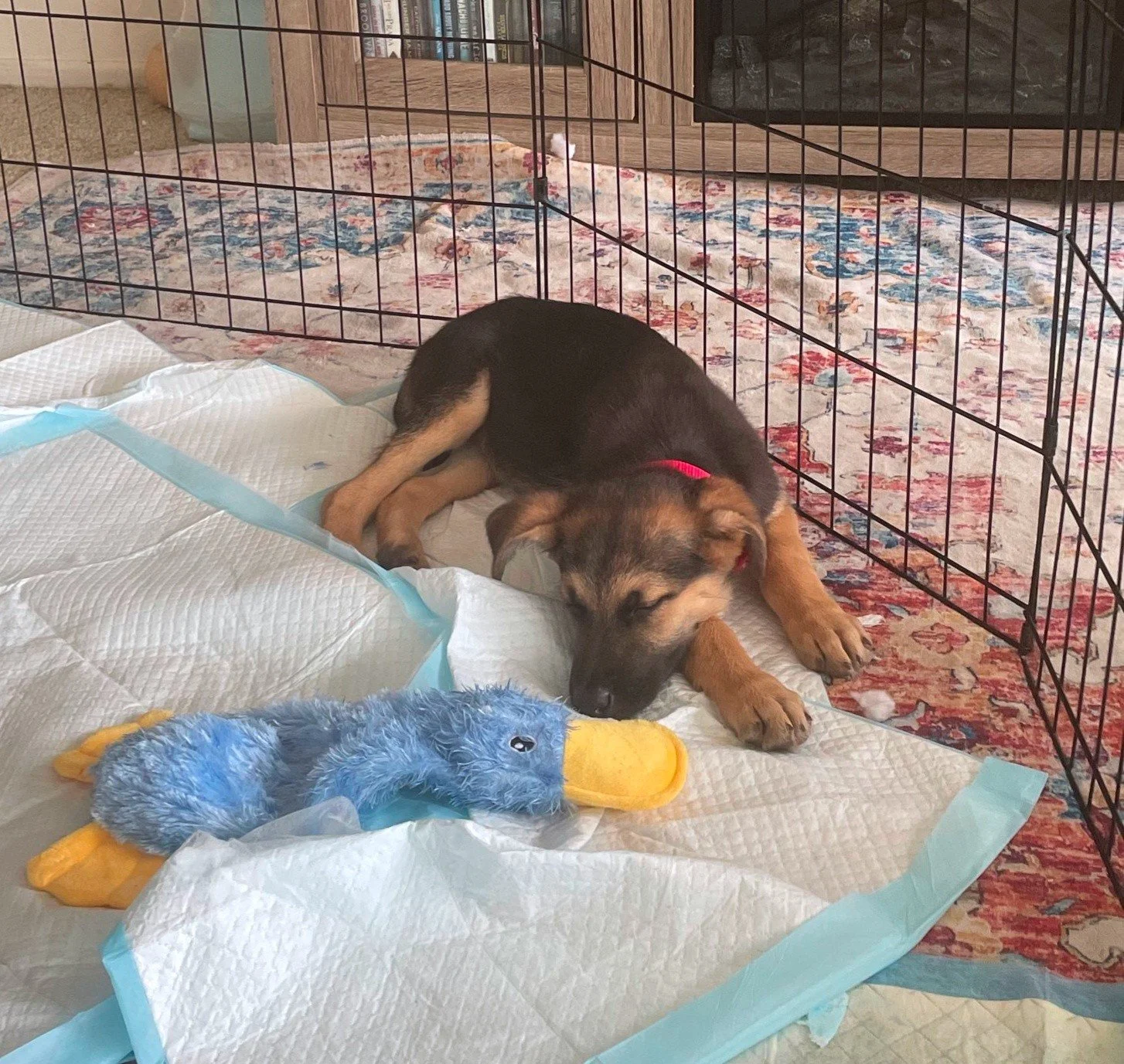 ModernLovesleepypupp.jpg