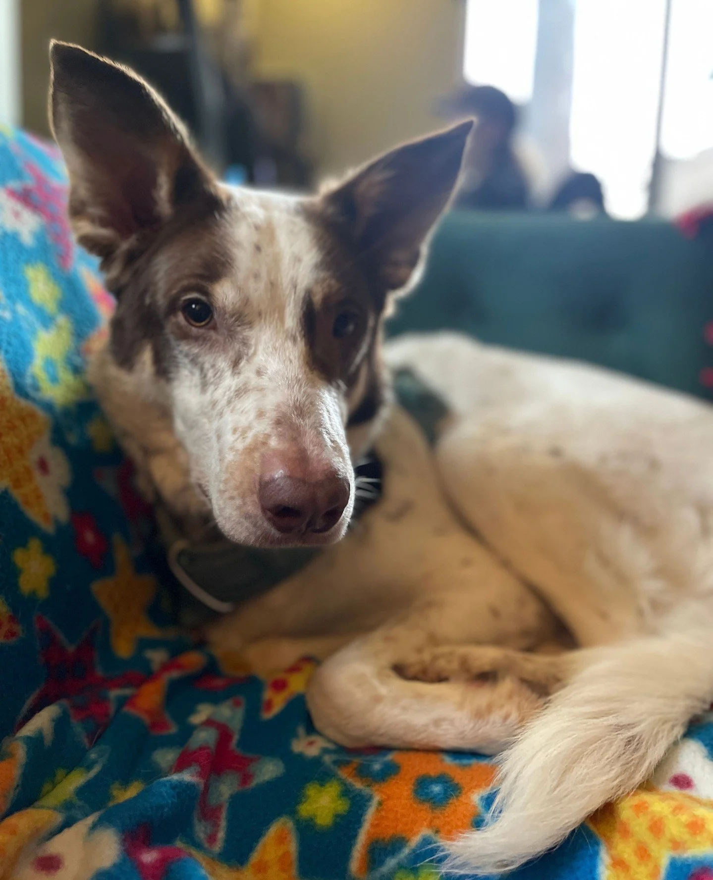 Familiar Friend Friday: Reece has returned to remind us what work-from-home should look like.⁠
⁠
He spends most of the day sleeping through meetings, taking a couple short walks, and checking in on the squirrels just to make sure morale is high. Othe