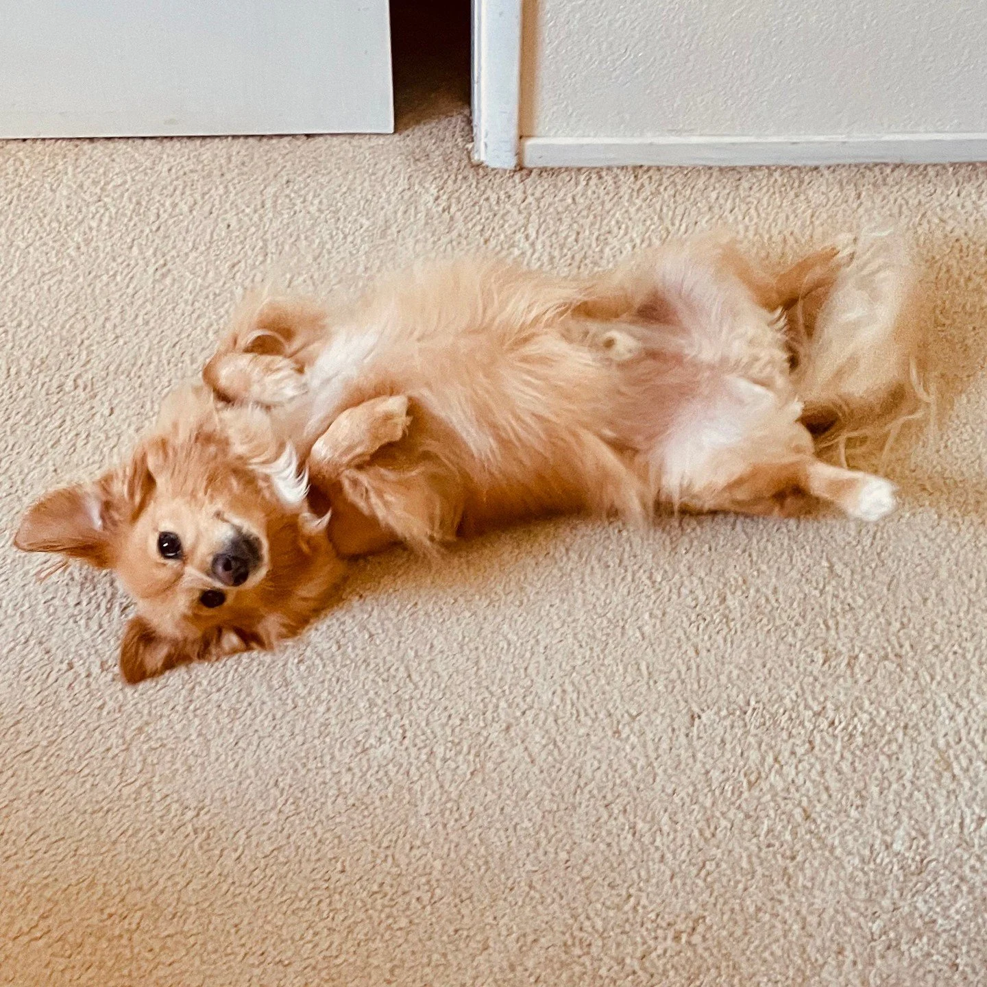 Meet Fin, the softest little gentleman on earth.⁠
⁠
He thrives with a routine and is deeply committed to the art of affection. Fully potty trained, walks nicely, and would simply like to love you at all times. If you like being adored, we found your 