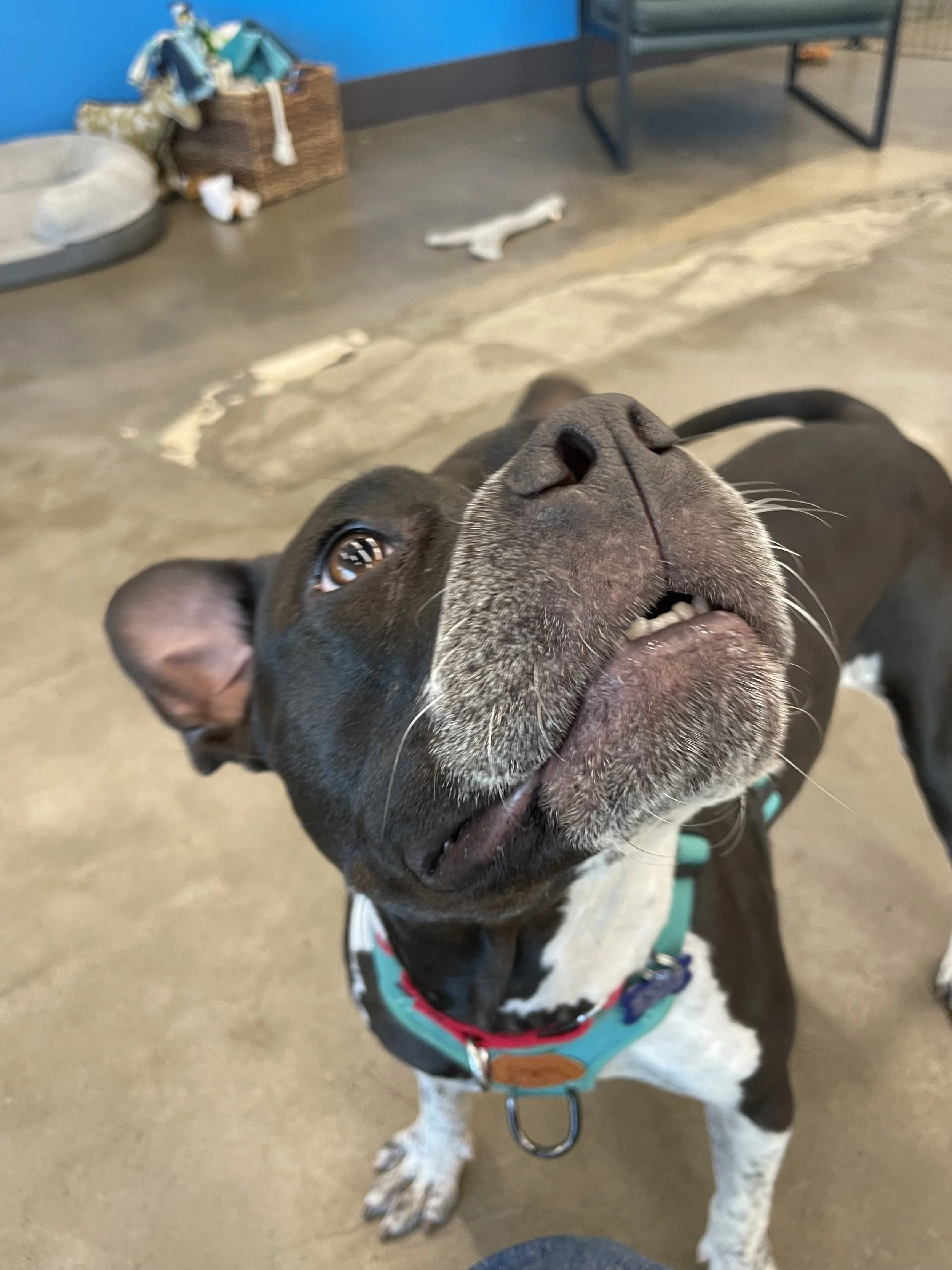 Adoreupclosesmile.jpg