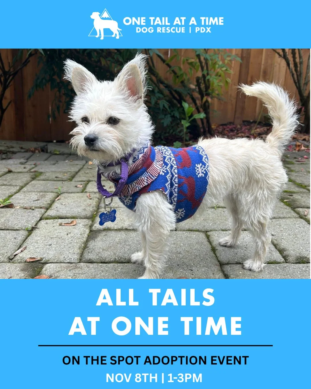 The Good Life World Tour is coming to the Adoption Center this Saturday (11/8) from 1&ndash;3PM for our All Tails on-the-spot adoption event. Featured performers are in the carousel, with possible surprise appearances from Adore and Grover. Either wa