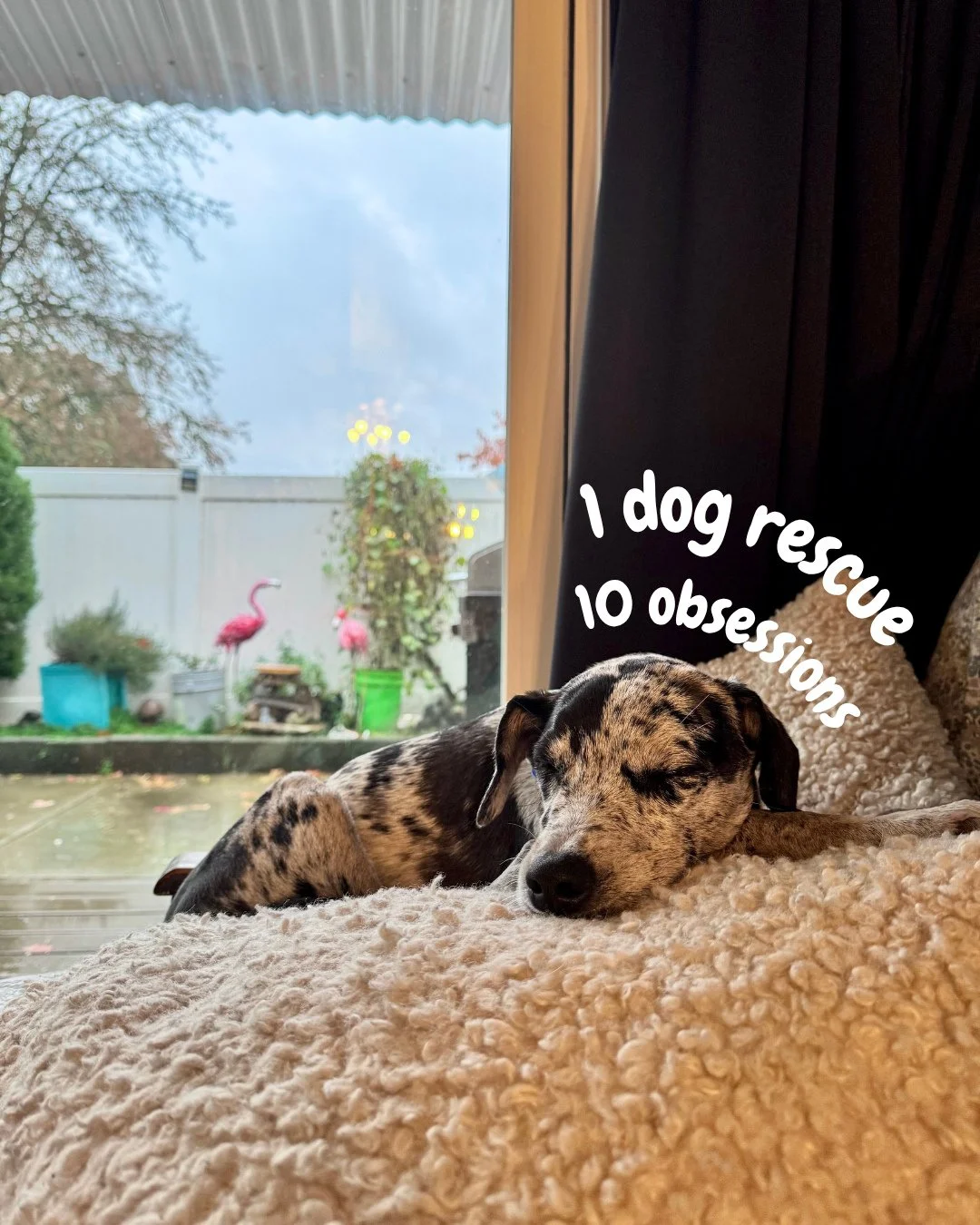 1 dog rescue. 10 obsessions.⁠
⁠
And that&rsquo;s us showing restraint. There are others. Many others. Check out our website to see all of our current obsessions aka adoptable dogs.