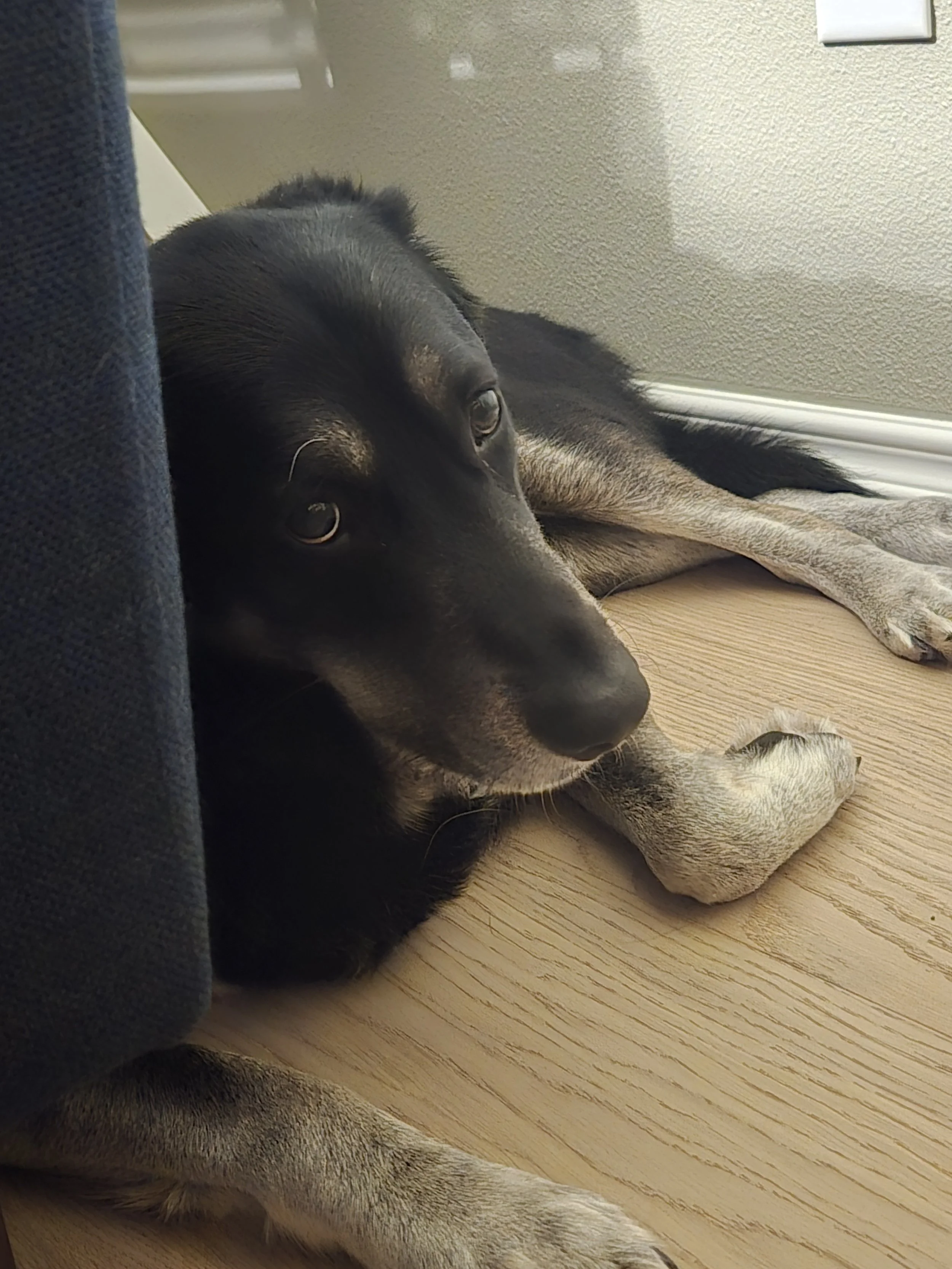 KarlpuppydogeyesLaura.jpg