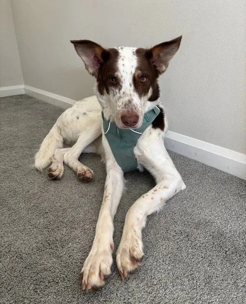 Handsome Reece will be at the Adoption Center this Friday from 2:30-6:30PM or until he decides to clock out and go home with someone.⁠
⁠
If you&rsquo;ve been wanting to meet a very good boy, here is your moment.⁠ Prepare to gasp softly when he locks 