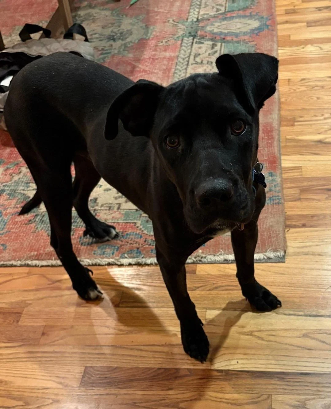 Purple Rain will be at the Adoption Center tomorrow, Saturday 11/15, from 10AM-1PM or until someone decides that she's too cute to live without.⁠ Then from 1PM-4PM, Baby I'm A Star is making an appearance.⁠
⁠
Both adoptable. Both very cute.⁠
Stop by 