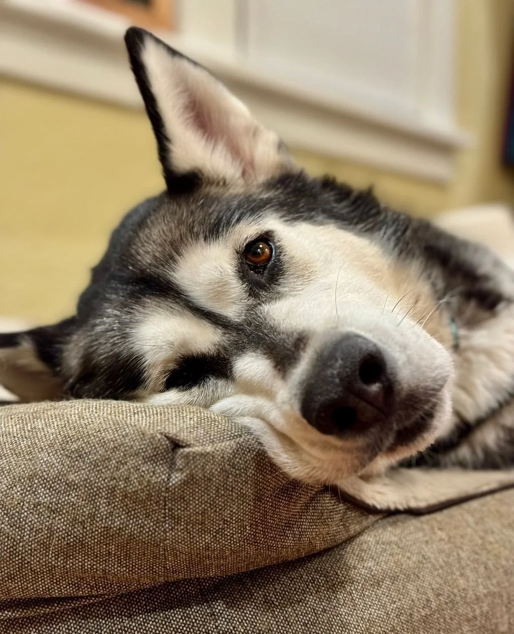 Jean Genie, caught somewhere between nap and daydream. And proving that the Good Life is mostly about finding your perfect nap spot.