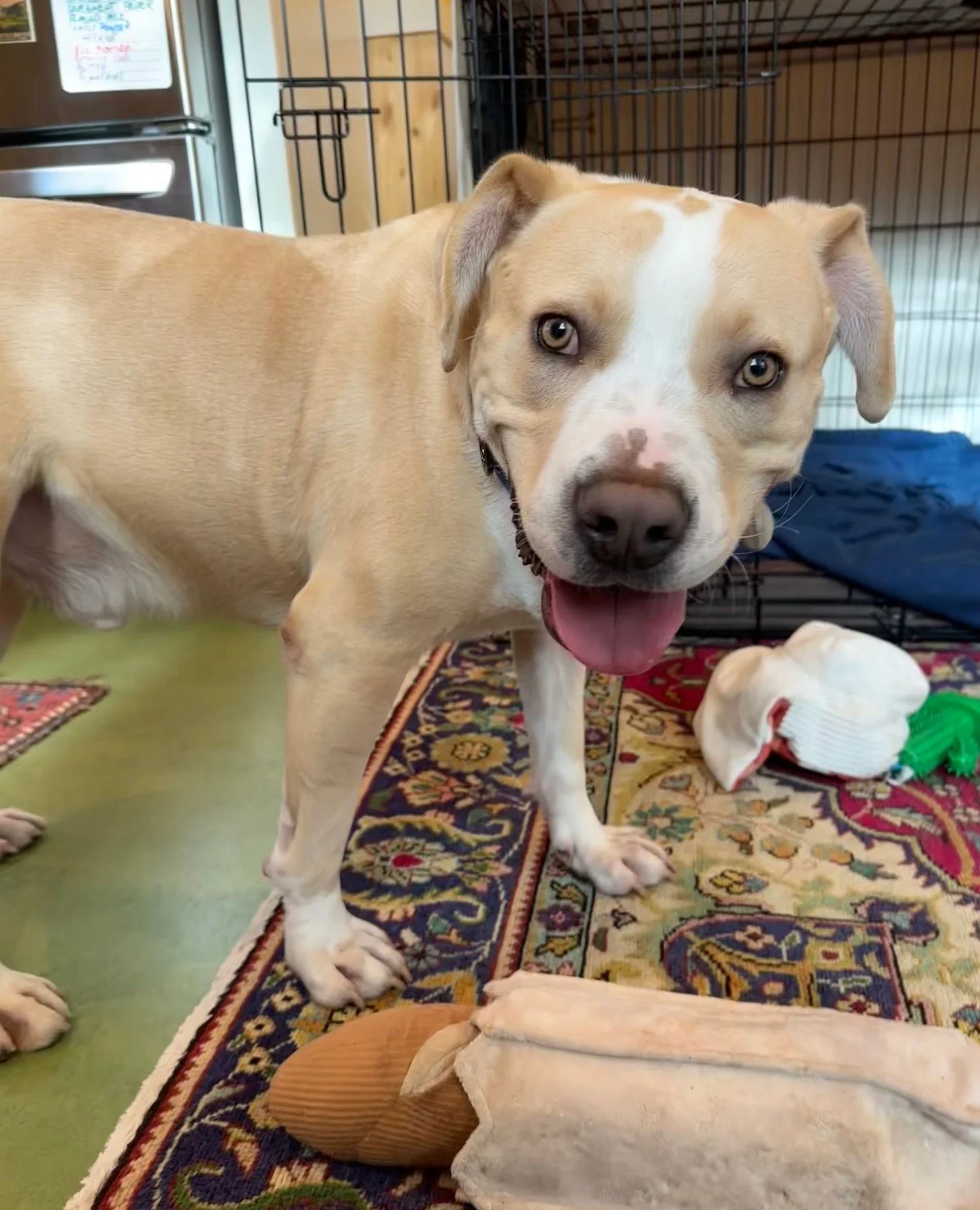 Familiar Friend Friday featuring Queso!⁠
⁠
He is the handsomest little shadow you&rsquo;ll ever meet. Curious about everything you&rsquo;re doing, quick to make friends, and even quicker to climb directly into any lap despite weighing roughly the sam