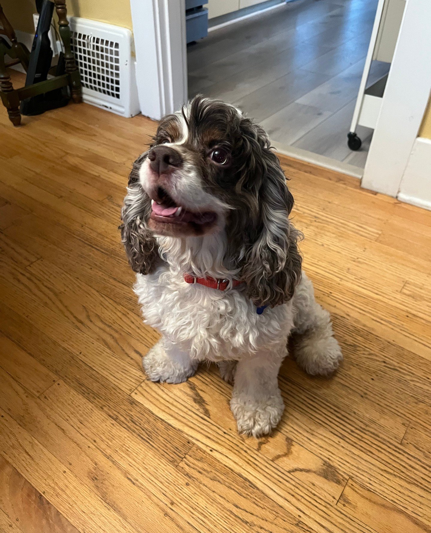 Meet Finnley, our newest little work-from-home consultant.⁠
⁠
She&rsquo;ll curl up beside you during meetings, get you outside for a walk when your legs forget how to leg, and remind you that snack time is necessary to productivity. Quiet, playful, e