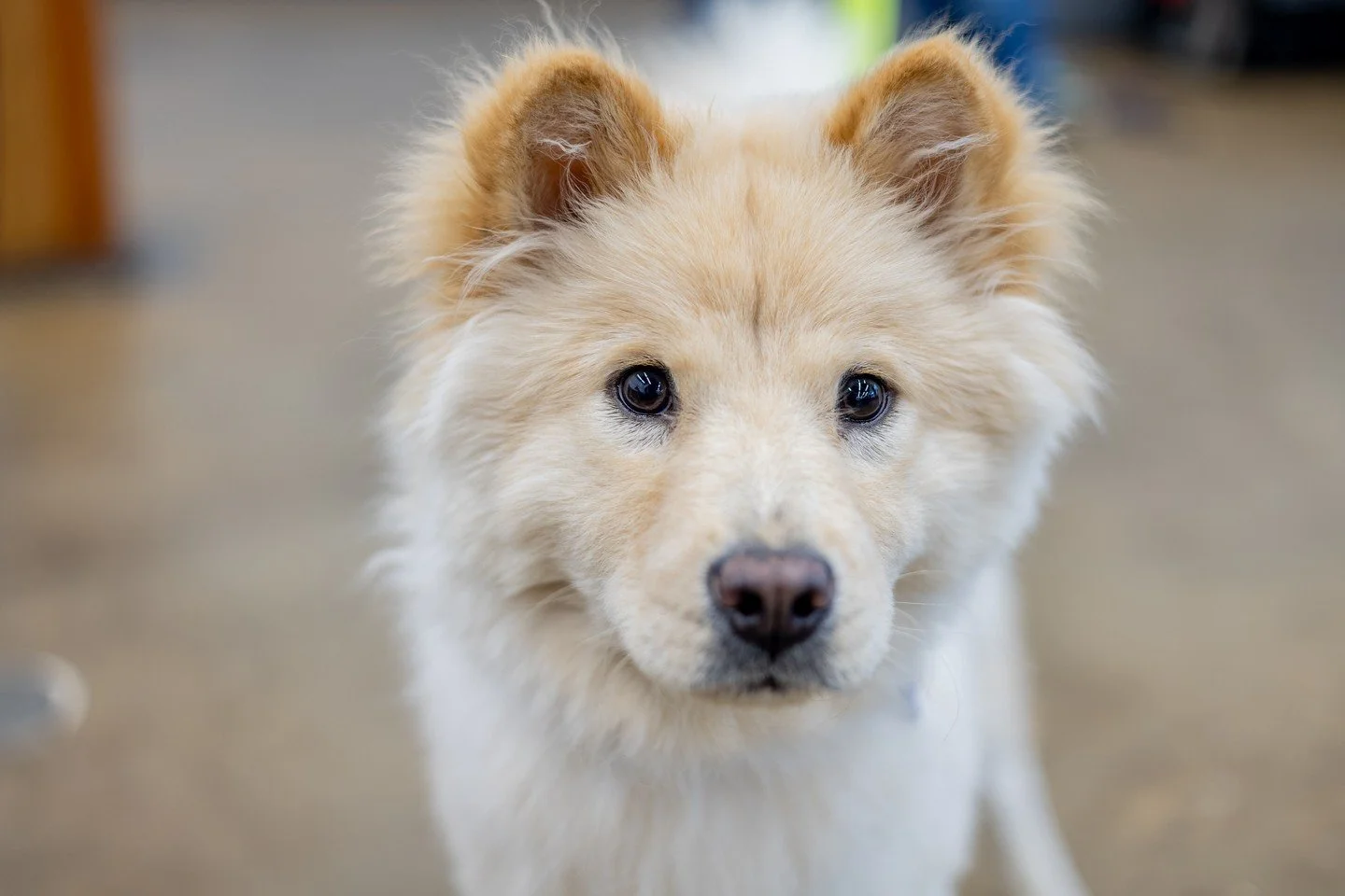 🐶 !!Giveaway alert!! 🐶⁠
⁠
We have raised almost $20,000 this Giving Tuesday! Holy moly. Y'all are incredible. Let us sweeten the winter sunset blues with something fun &mdash; everyone who donates from now until 5pm today will be entered to win one