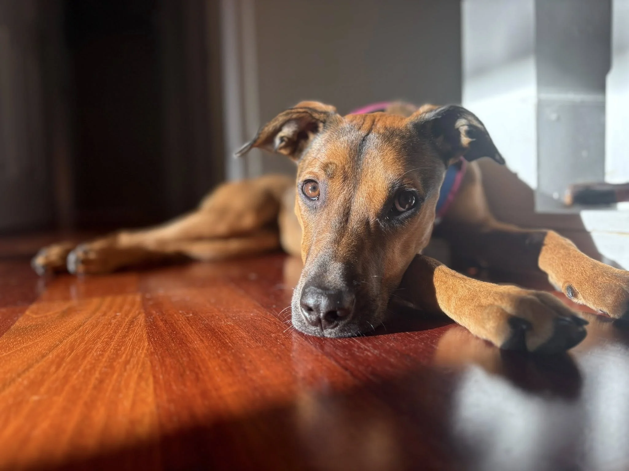Agatha - I’m available to foster or adopt!