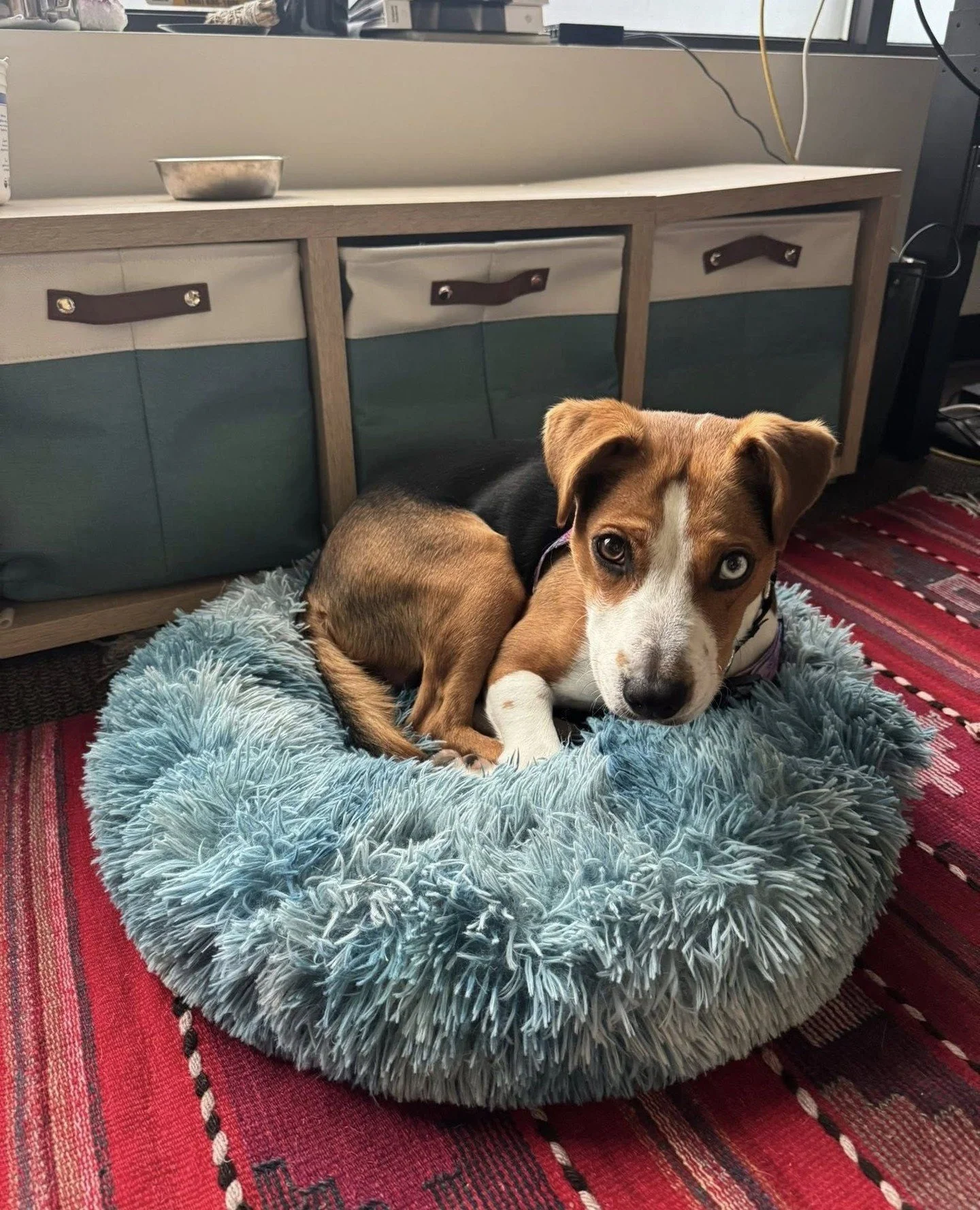 Murray has chosen the bed. The bed has chosen Murray. Together they operate as The Softness.⁠
⁠
Encounter him IRL at the Adoption Center this Thursday (12/4) and Friday (12/5) from 2:30&ndash;6:30PM, or until someone adopts him. In true Murray fashio