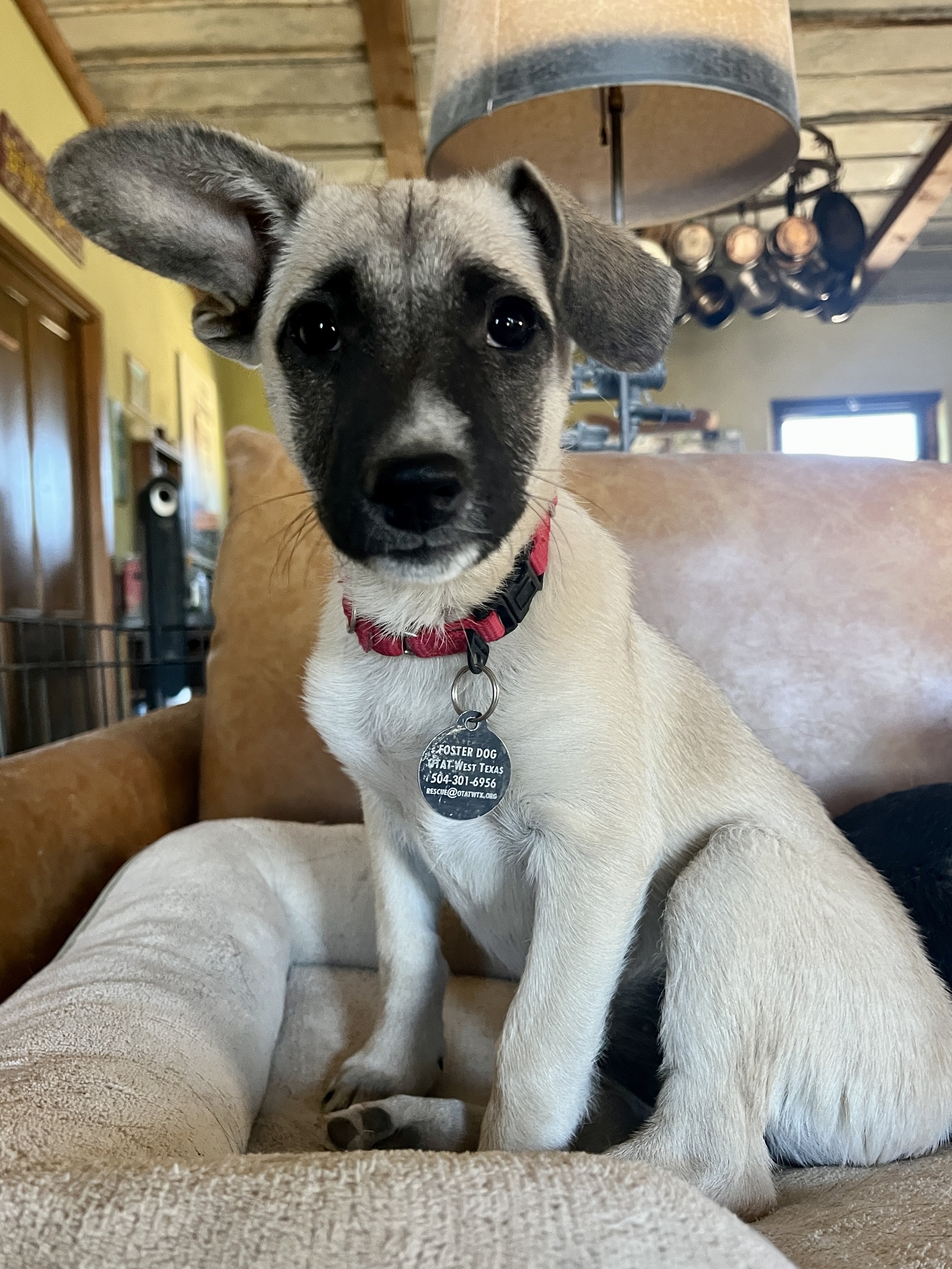 Piper