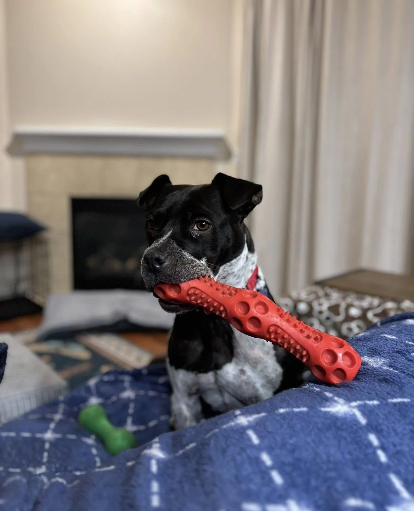 The Holiday Pet Supply Drive has arrived, and we&rsquo;re gathering comfort items for every dog who&rsquo;s just getting their start here &mdash; consider it an open invitation to spoil dogs you haven&rsquo;t even met yet. Look no further than Adore 