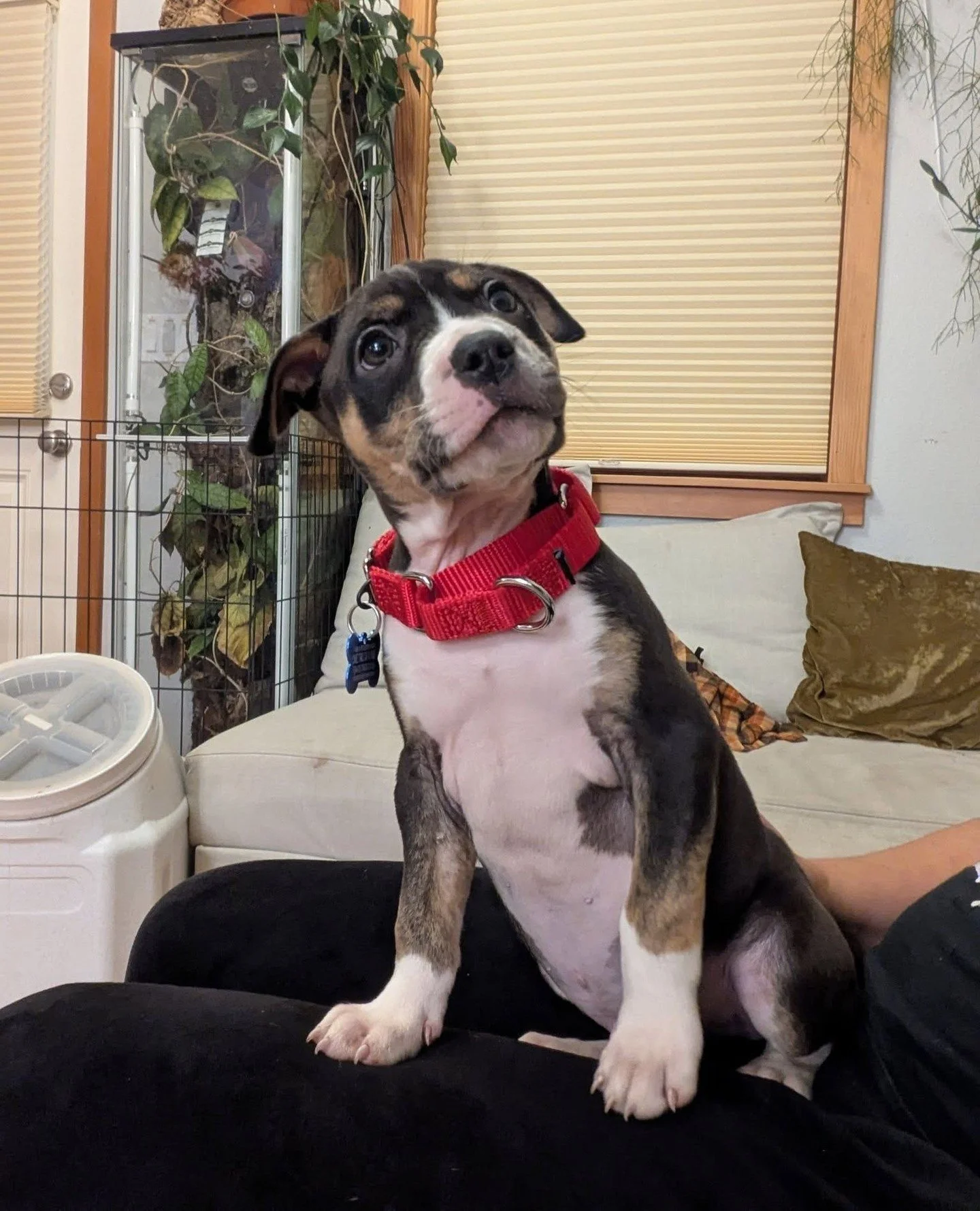 This is Kevin McCallister. After meeting him at Marion County, we actually couldn&rsquo;t leave him behind. Now he&rsquo;s busy turning foster life into his personal holiday movie. 
⁠
Adoptable soon through our Worth the Wait List, where those on it 