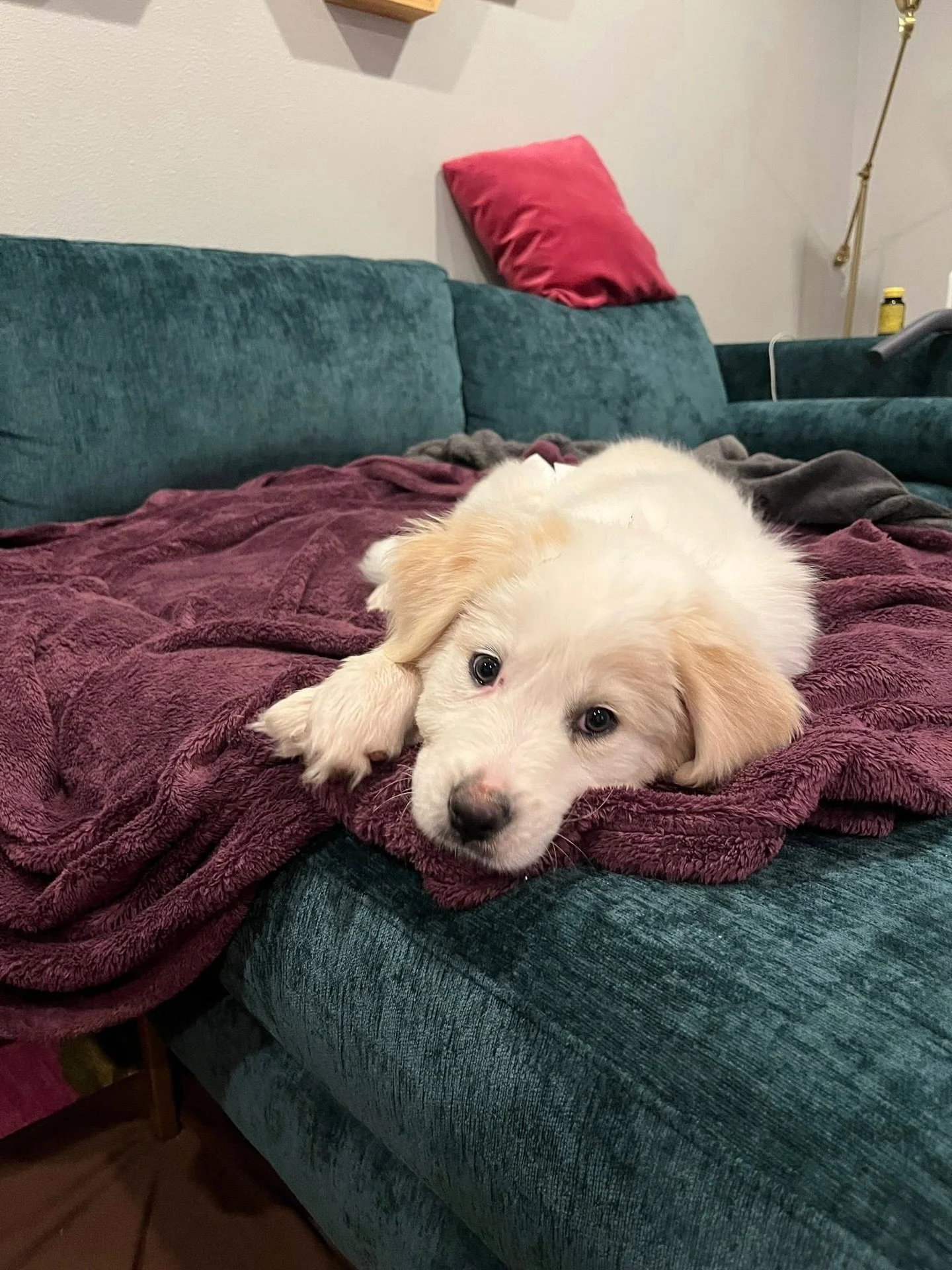 On the first week of December, Portland received&hellip; fourteen dogs.

Last week, these winter-wonderdogs flew in from our partner OTAT-WTX @otatwtx and are now settling into Portland foster life &mdash; where believing in snacks is the closest thi