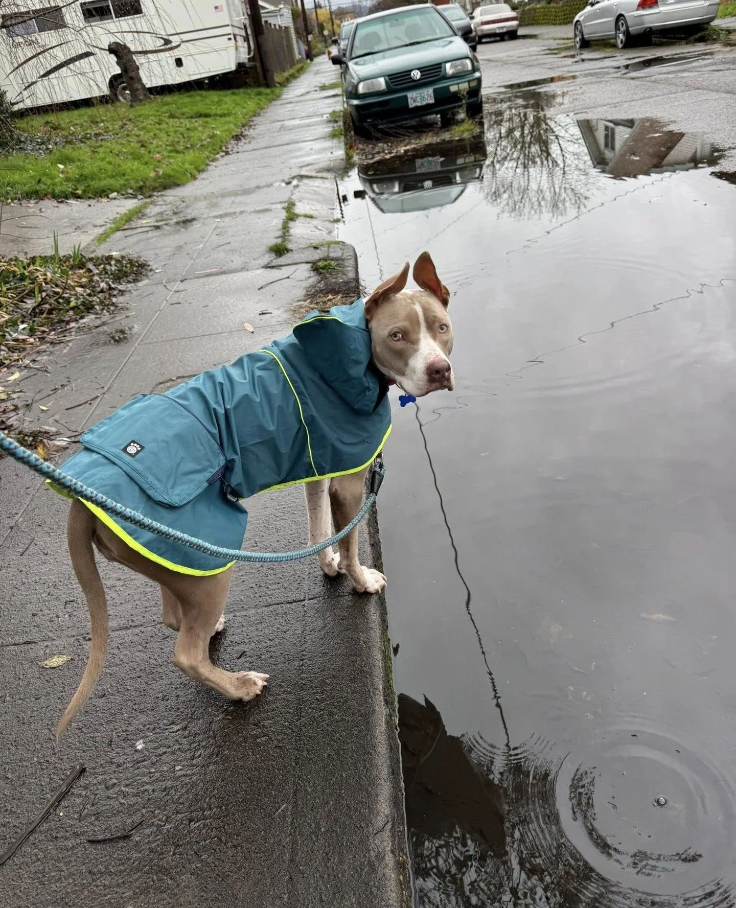 Billie wants everyone to know she braved a puddle and deserves a medal, or at minimum a snack. Luckily she&rsquo;ll be at our Adoption Center tomorrow (Thursday 12/11) from 2:30&ndash;6:30PM, ready for anyone who wants to praise her courage&hellip; a