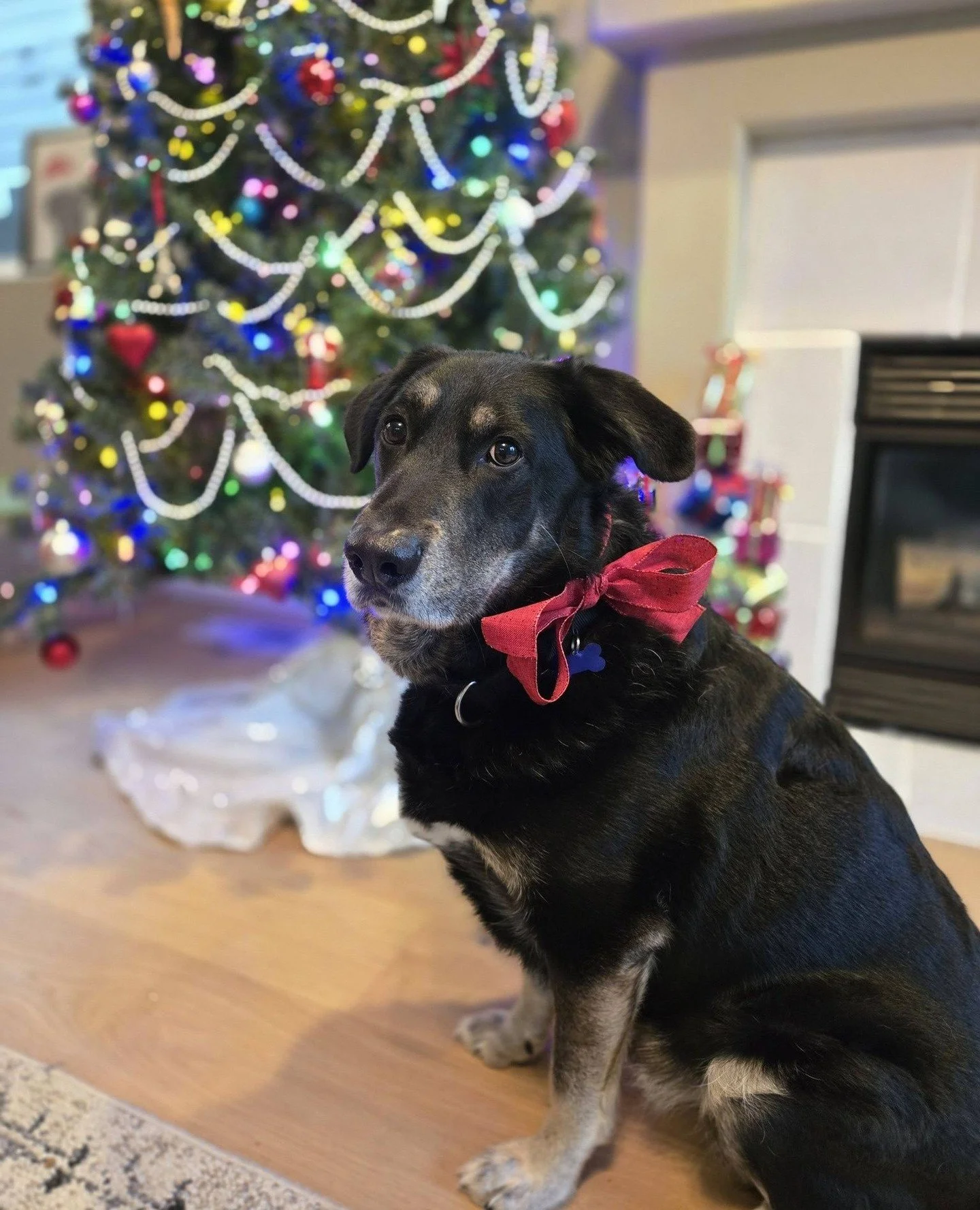 Karl sits. Karl sparkles. And Karl is pretty sure the tree is copying his look, wondering who wore it best (and for any and all observers to weigh in). 
⁠
Patiently waiting to be delivered to adopters like the gift he is, Karl is available and prepar