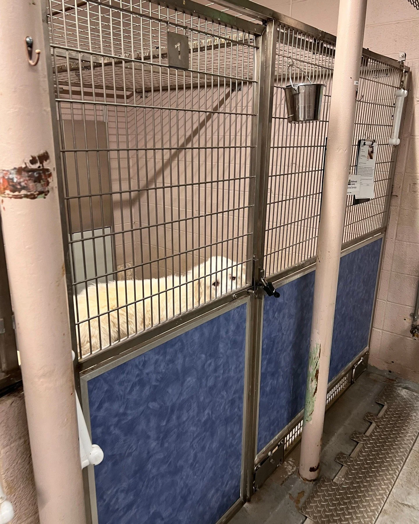 Proof Santa is real and this time of year is magical, meet Polar Express. 100% polar bear, 200% perfect. And you're the reason this sweet train left the station.⁠
⁠
We were able to welcome Polar thanks to all of you who donated this past Giving Tuesd