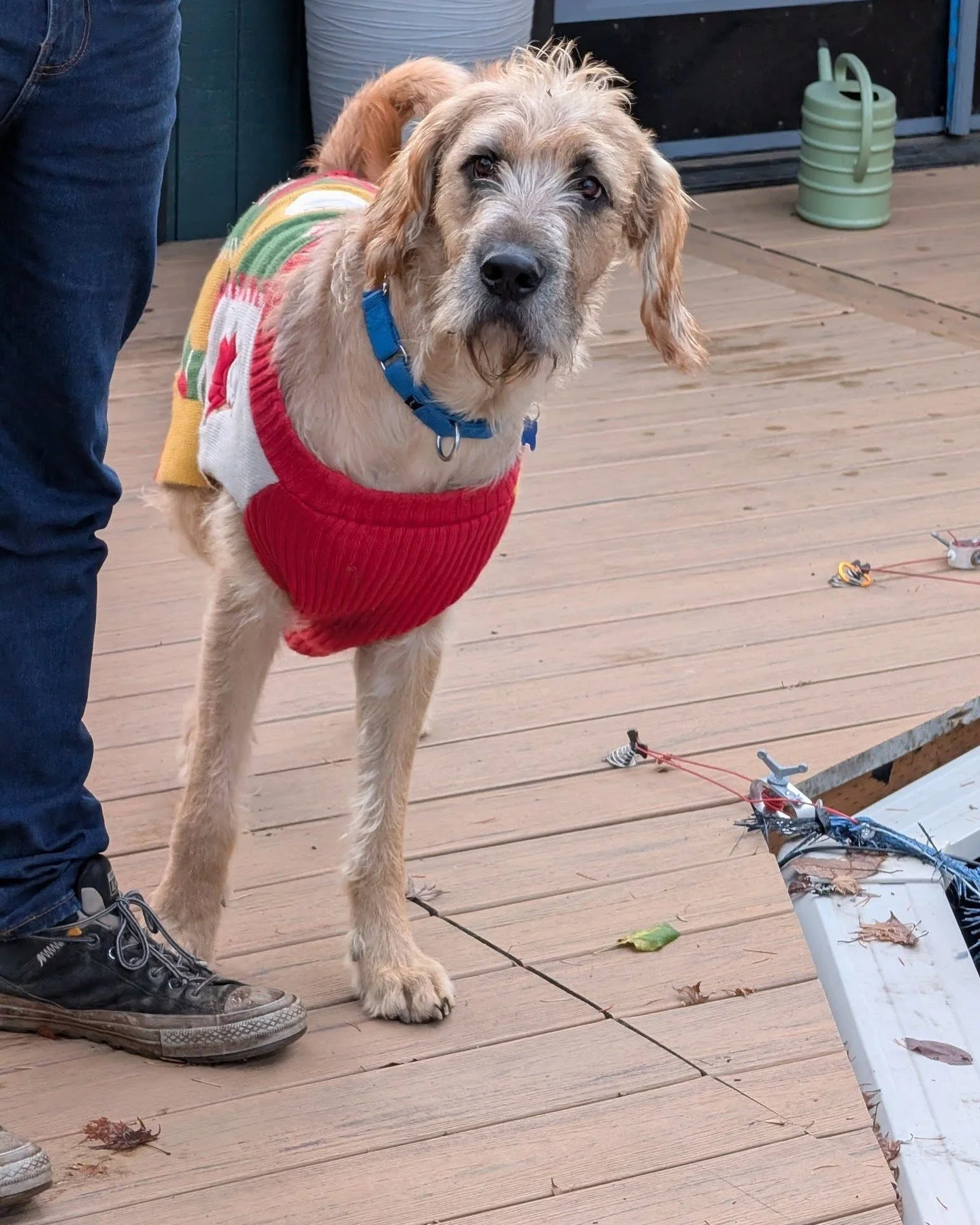 Festive Ted will be at our Adoption Center tomorrow, Friday 12/12 in his holiday sweater, which has taken full control of his personal brand. Together, they&rsquo;re prepared to dazzle in a way no Christmas lights can.⁠
⁠
This good boy has a meet-and