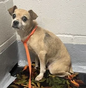 Gidget 1.jpg