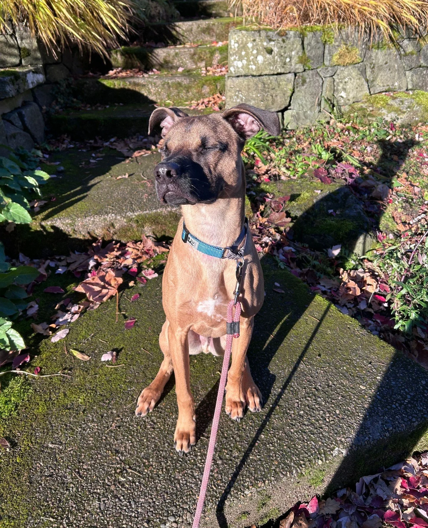 Call it a holiday hat trick: Saturday morning with Francis, afternoon with Billie, and evening at Howly Jowly. *Santa hat emoji*⁠
⁠
Billie (10AM&ndash;1PM) and Francis (1&ndash;4PM) will be warming up the Adoption Center for Santa (SANTA'S COMING!!!)