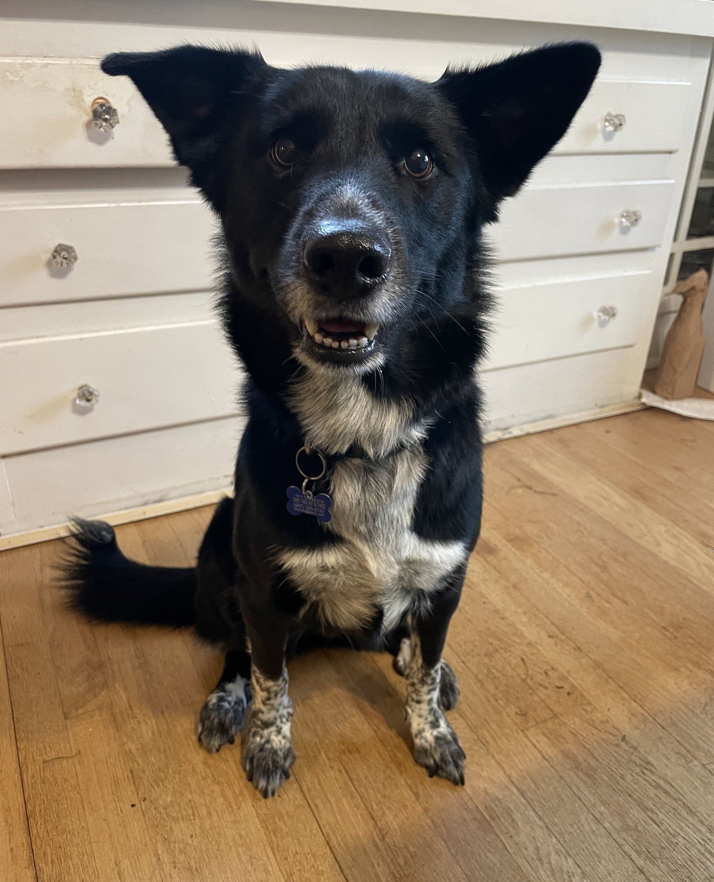 All we want is to get dogs Home for the Holidays. So we&rsquo;re channeling our inner elves to make it happen. Now through December 31st ✨⁠adoption fees are reduced across the board.✨⁠
⁠
Home for the Holidays, unwrapped:⁠
🎄Older puppies and adult do