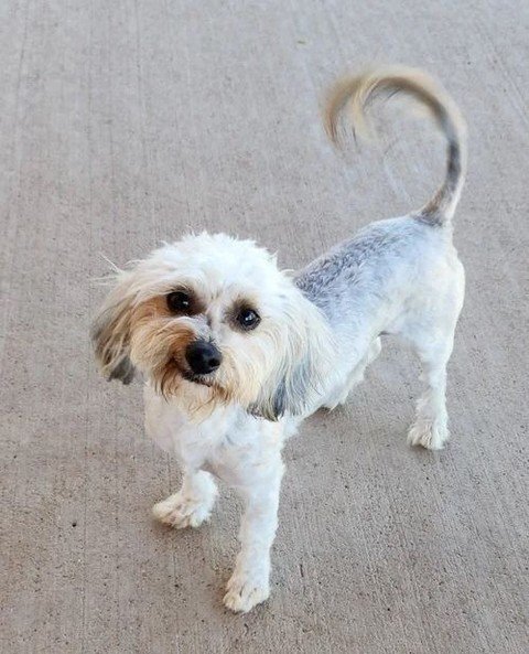 Three French Hens, two Turtle Doves, and a Partridge arrived and declared the song &quot;factually incorrect&quot; on the grounds that it contains zero dogs.⁠
⁠
Swipe to meet the trio proving the song was always about them. You'll see why they immedi