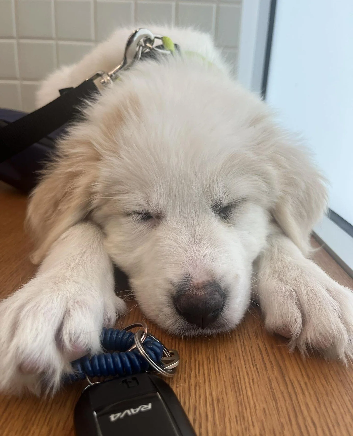 Turtle Dove&rsquo;s foster: &quot;Sorry, I can't come, I'm busy.&quot;