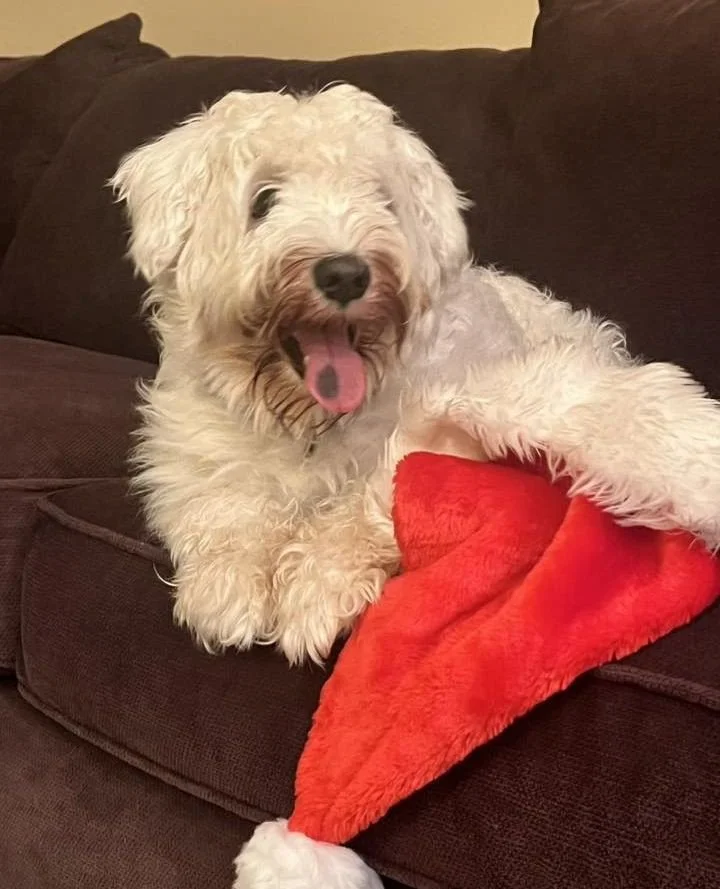 To continue with traditions, we&rsquo;re opening holiday cards today!⁠
⁠
And our mail includes updates from Sacramento and Margarita, two longer-stay fosters doing what people do in holiday cards: sharing what they&rsquo;ve been up to this year.⁠
⁠
S