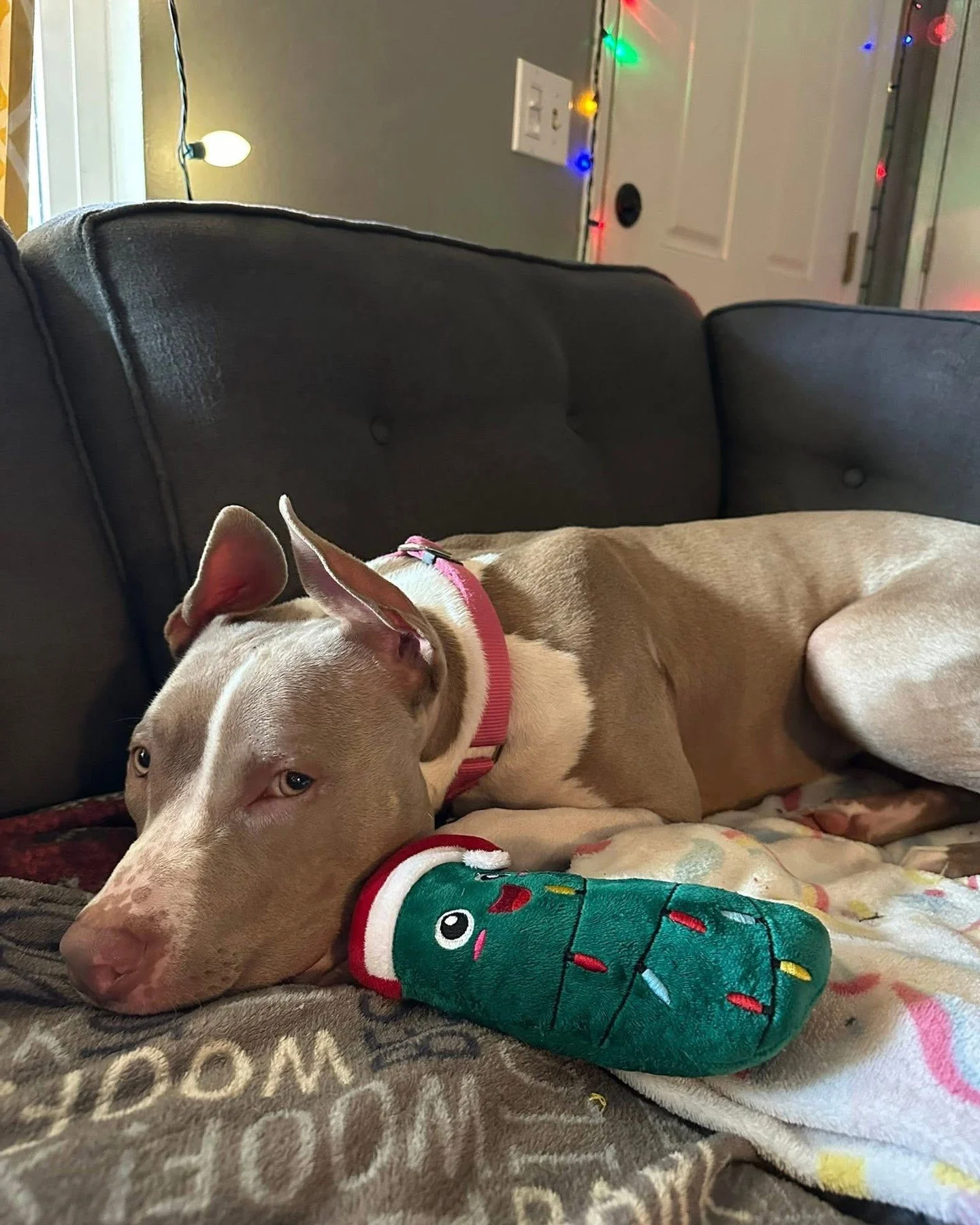The Christmas pickle has been located. Billie has claimed it, the couch, and the remainder of the night. 🥒

And don&rsquo;t forget, her Home for the Holidays adoption fee is $50 until Dec 31st. Find her adoption profile in our bio.