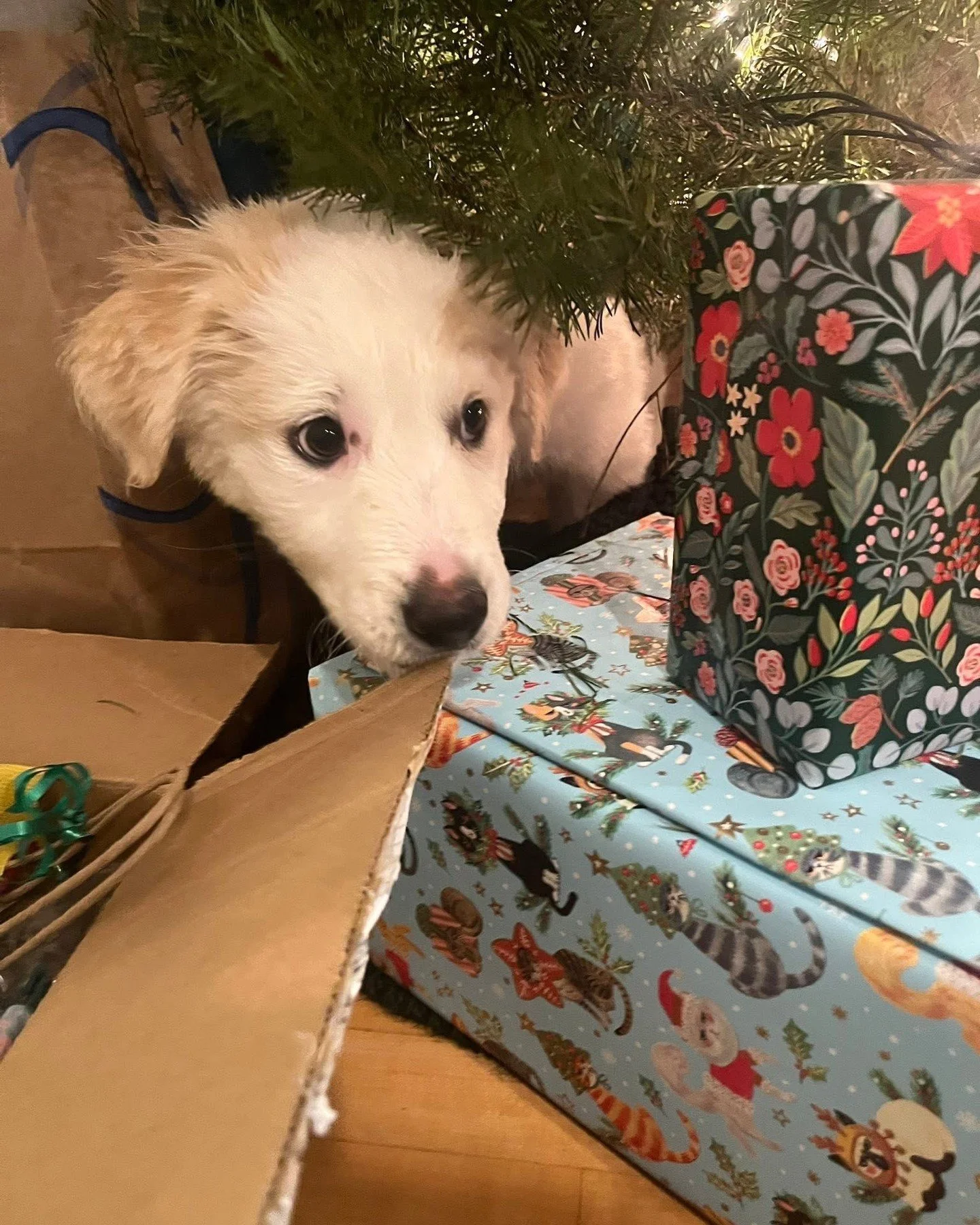 They said one gift on Christmas Eve, and Turtledove is currently making a well-researched selection using classic childhood metrics: checking box size, weight, and shake potential accordingly. Decisions matter and no box has been ruled out yet. 🎁🎄