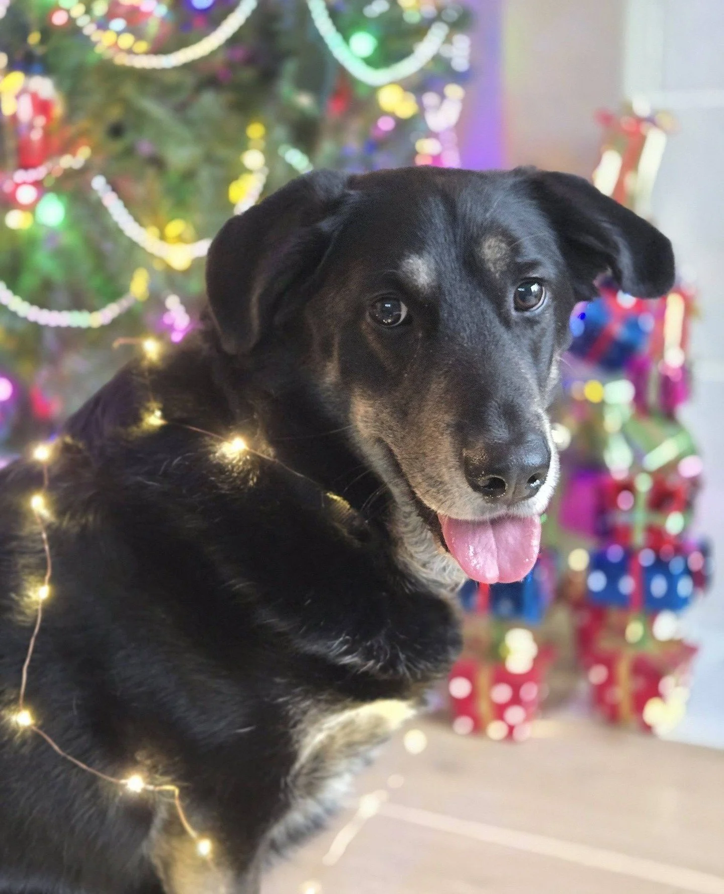 When all was done and the night settled in,⁠
Karl sat by the fire with a satisfied grin.⁠
Because sometimes the best part, this much is true⁠
Is warmth, quiet moments, and nothing to do. ✨⁠
⁠
A very special thanks to those fostering over the holidays