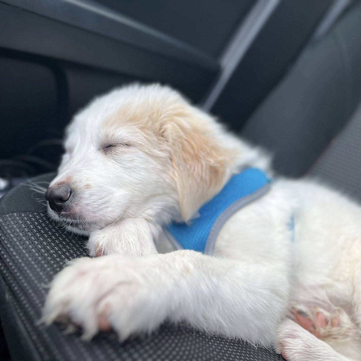 Turtledove isn&rsquo;t the only one still resting from the holidays. Our Adoption Center remains closed while our team takes a much-needed, well-earned pause. We&rsquo;ll be back on January 2, rested, recharged, and ready for more Good Life moments.⁠