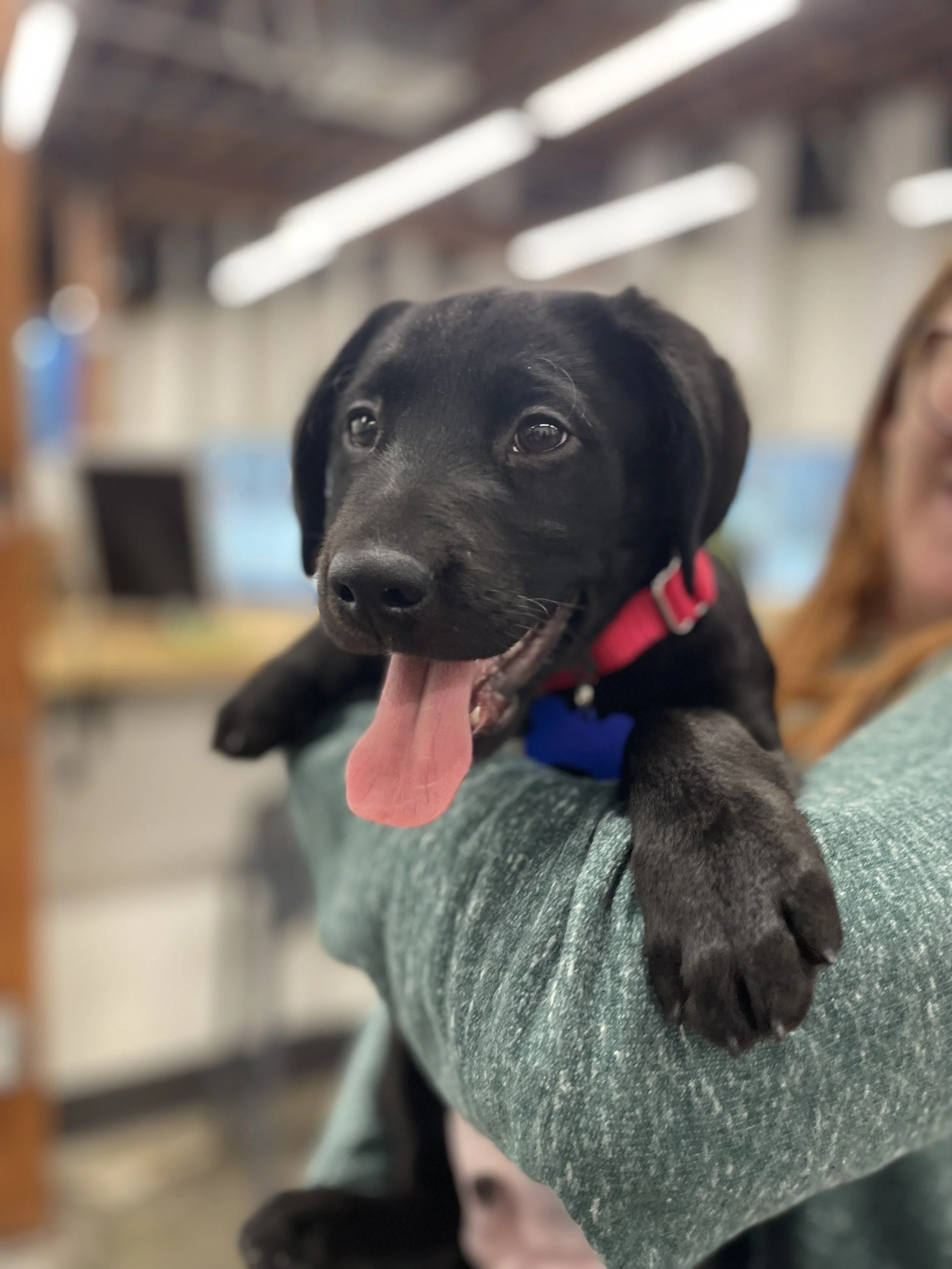 Fitz - Adoption Pending