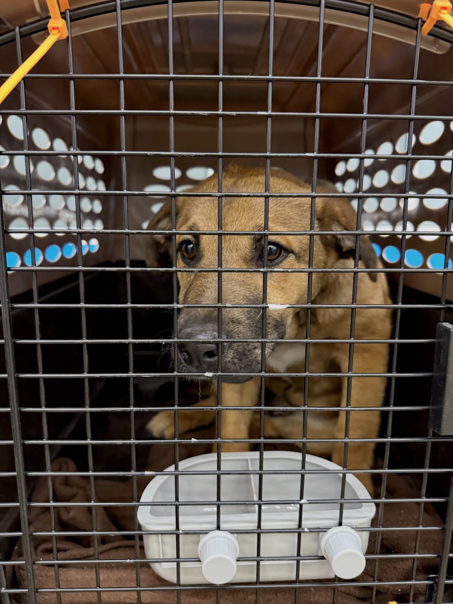 The mountains called again and we answered. Turns out, the mountains were dogs. Outcome happily accepted.

Tonight&rsquo;s late-night edition brings four more mountain-named friends to Oregon from OTAT-WTX (@otatwtx)! You could say, like the Cascades