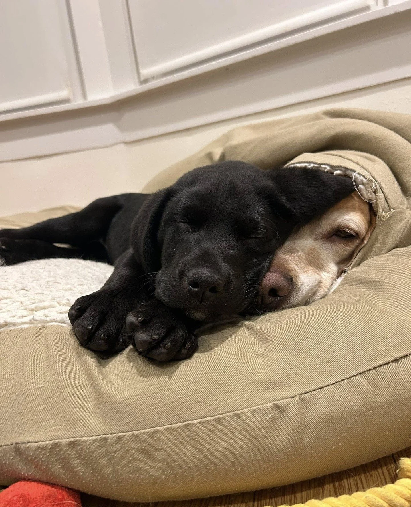 Fitz and Figgy have clocked out for long naps and are respectfully requesting quiet voices at this time.