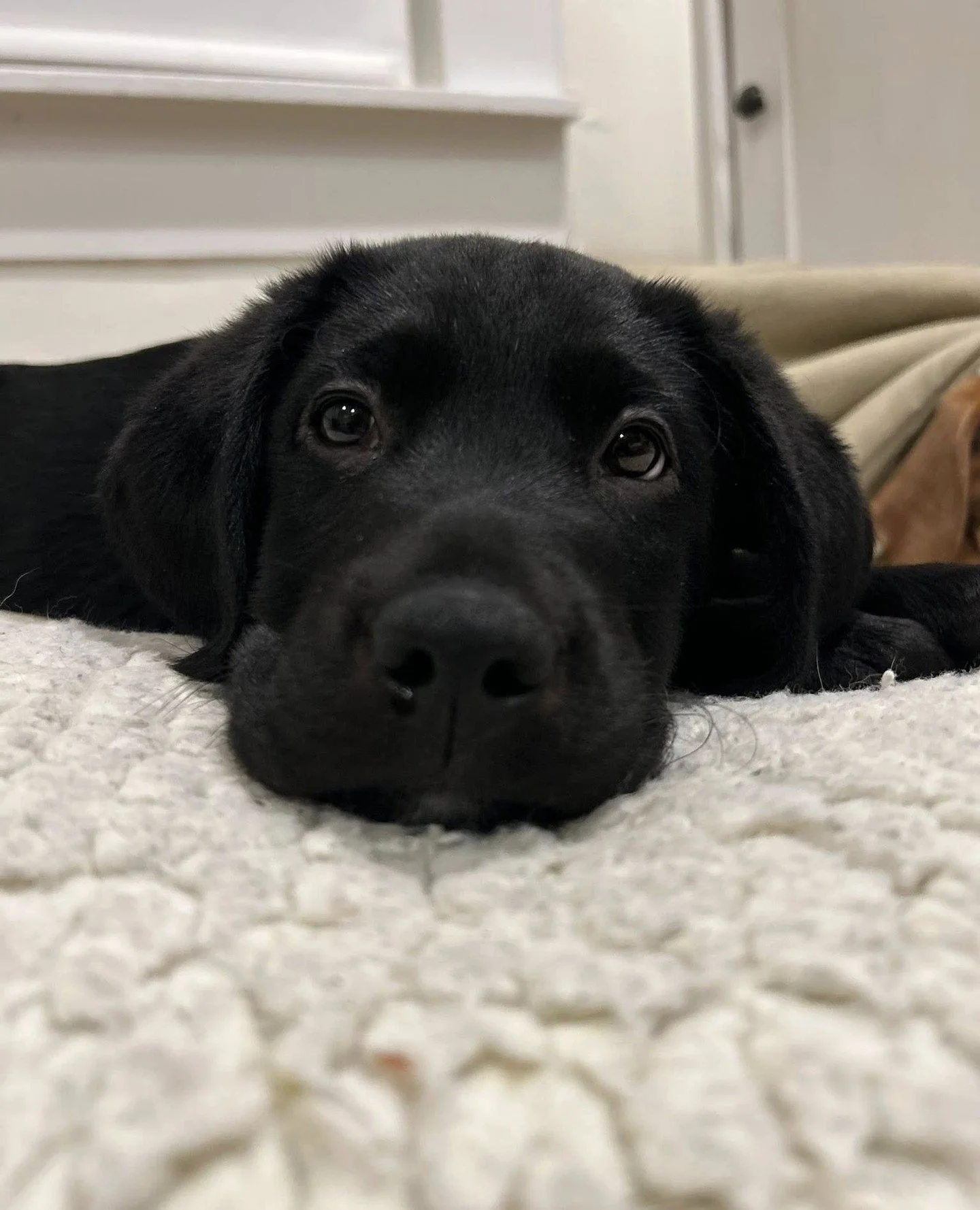 New year, new team members! ⁠
⁠
We're growing and adding two positions to our staff: a Development Director and Medical Manager. While Fitz here isn&rsquo;t qualified for either (cause he's just a Baby) he feels confident in helping with recruitment.