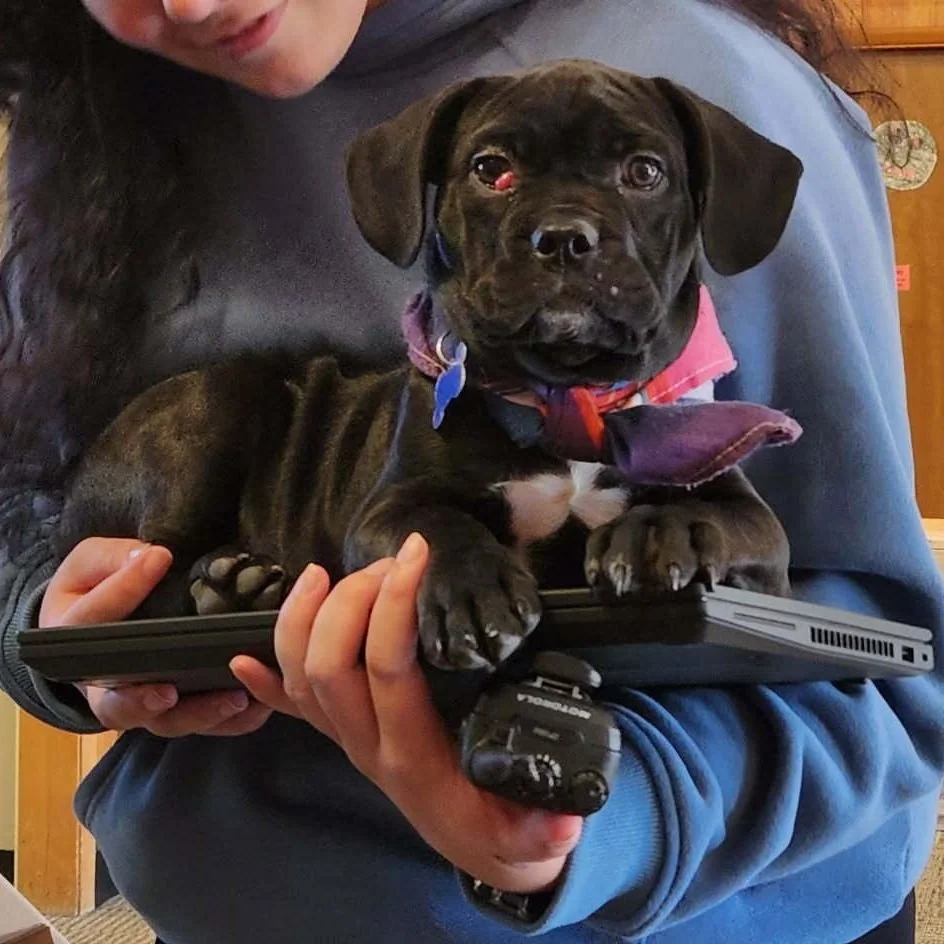 sorry i couldn&rsquo;t log in today my foster puppy Eloise won&rsquo;t get off my laptop⁠
= adult edition of &ldquo;the dog ate my homework&rdquo;