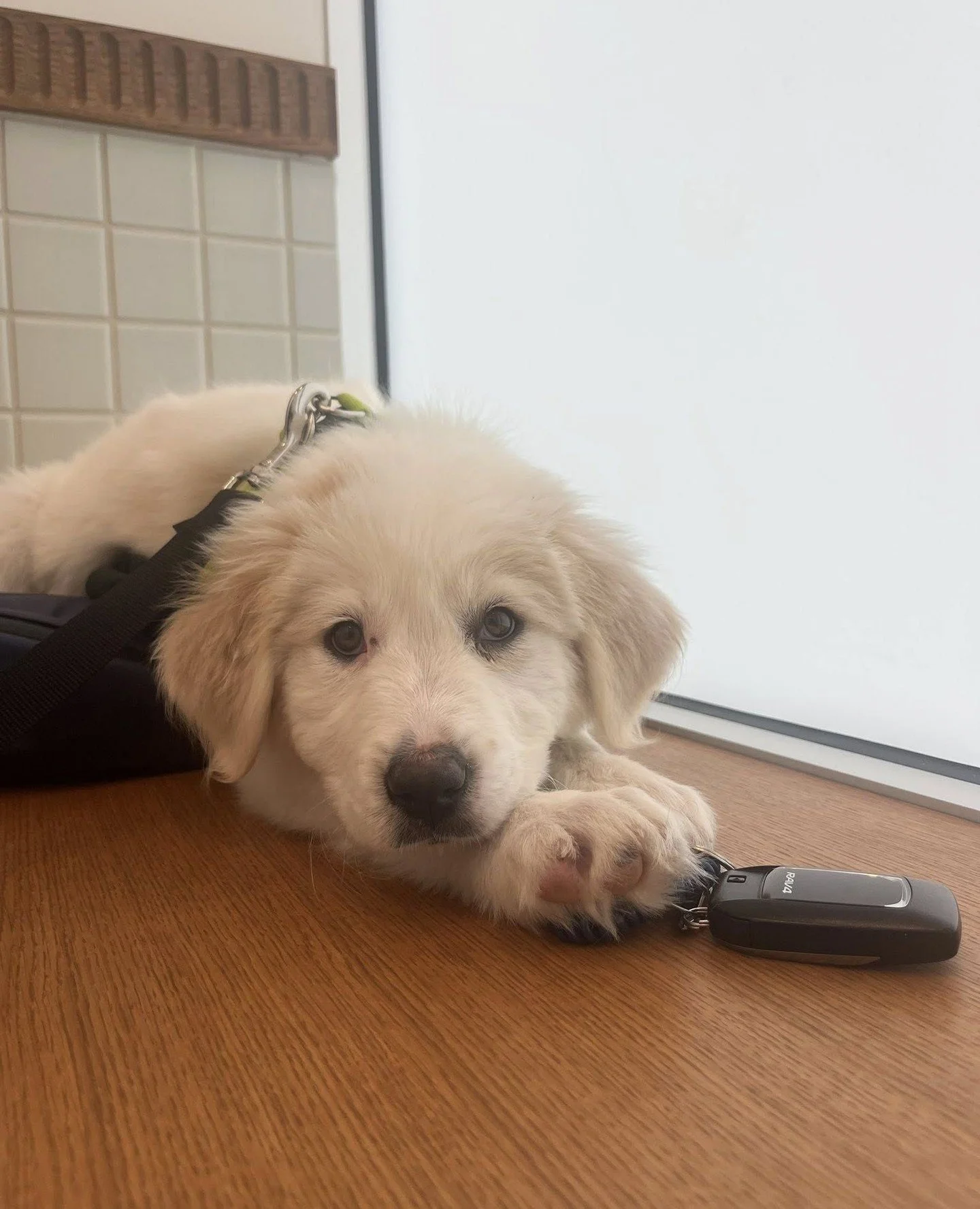 The sunshine today feels like a pretty good excuse to celebrate some Happy Tails news.⁠
⁠
Puppy Turtledove has officially flown the coop and landed in the Good Life. And if you see her driving around town&hellip; no you didn&rsquo;t.⁠
⁠
Big congrats 