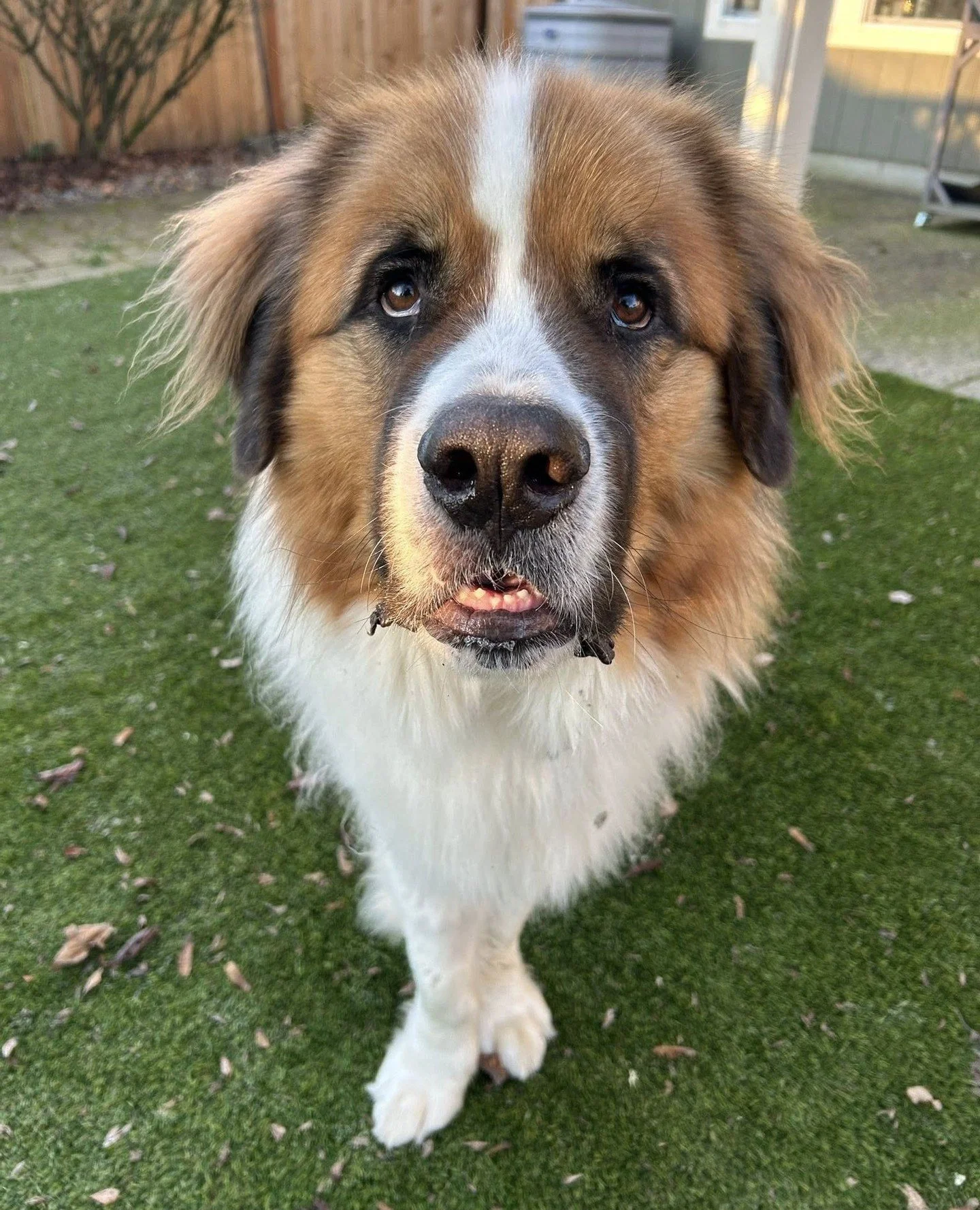 Please welcome Mt. Adams, fresh from Multnomah County Animal Services (@multcopets).⁠
⁠
At 130 pounds, Adams is the biggest dog we've ever rescued and living up to his namesake as the second tallest mountain in Washington. Coincidence? We think not.⁠