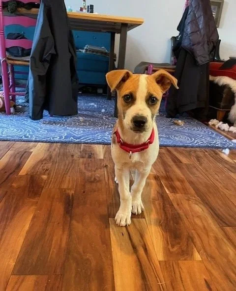 Fresh off a big transition, Jefferson, Hood, and St. Helens are doing what we encourage all new arrivals to do: rest, reset, and pretend the couch has always been theirs.⁠
⁠
More soon as they start stretching their legs &mdash; emotionally and litera