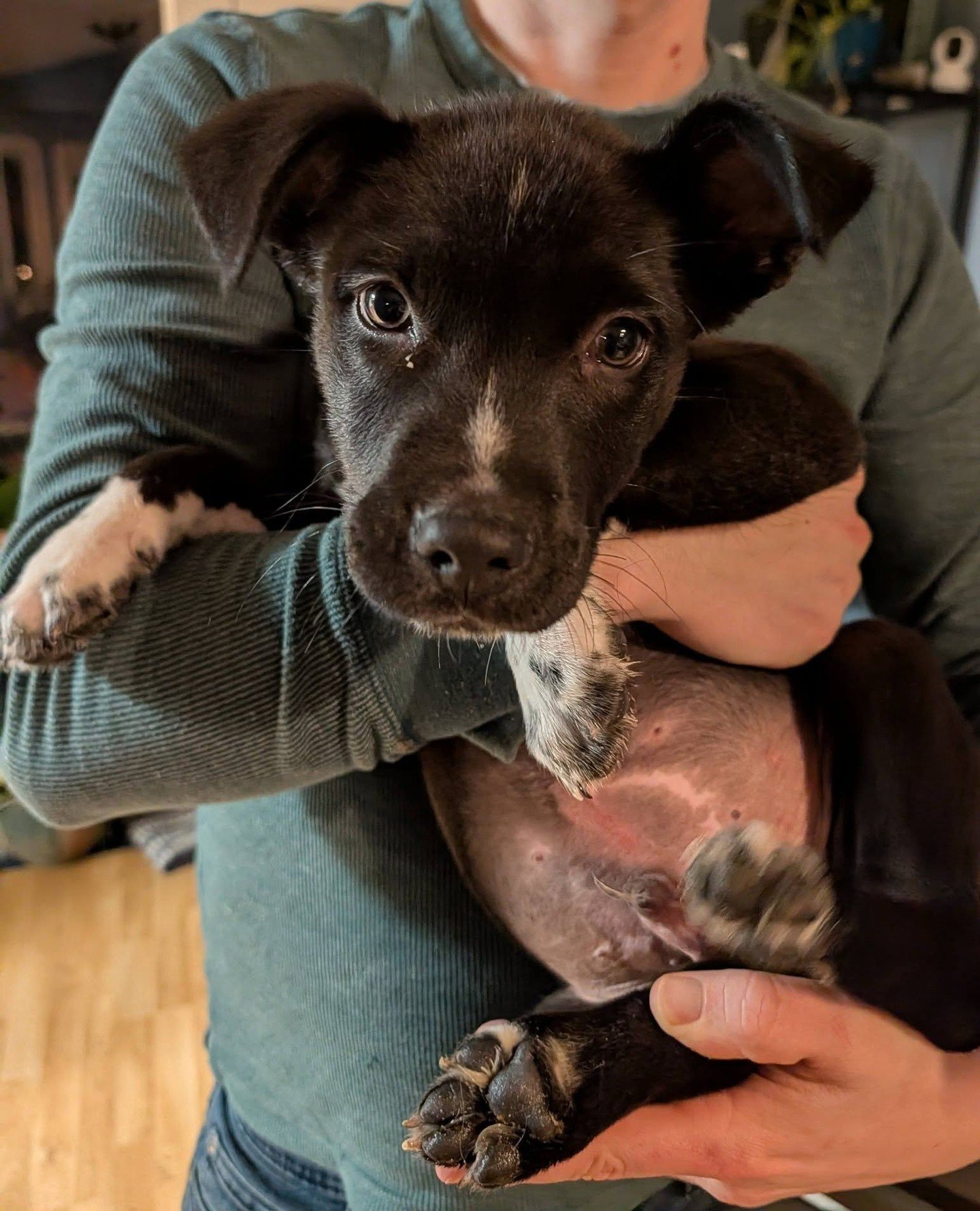 We interrupt your regularly scheduled Tuesday for two important updates:⁠
⁠
1) puppy bellies;⁠
2) our first All Tails of 2026 is this Saturday (1/24) from 12&ndash;2PM⁠!⁠
⁠
While the event doesn&rsquo;t start until noon, we&rsquo;ll begin taking name