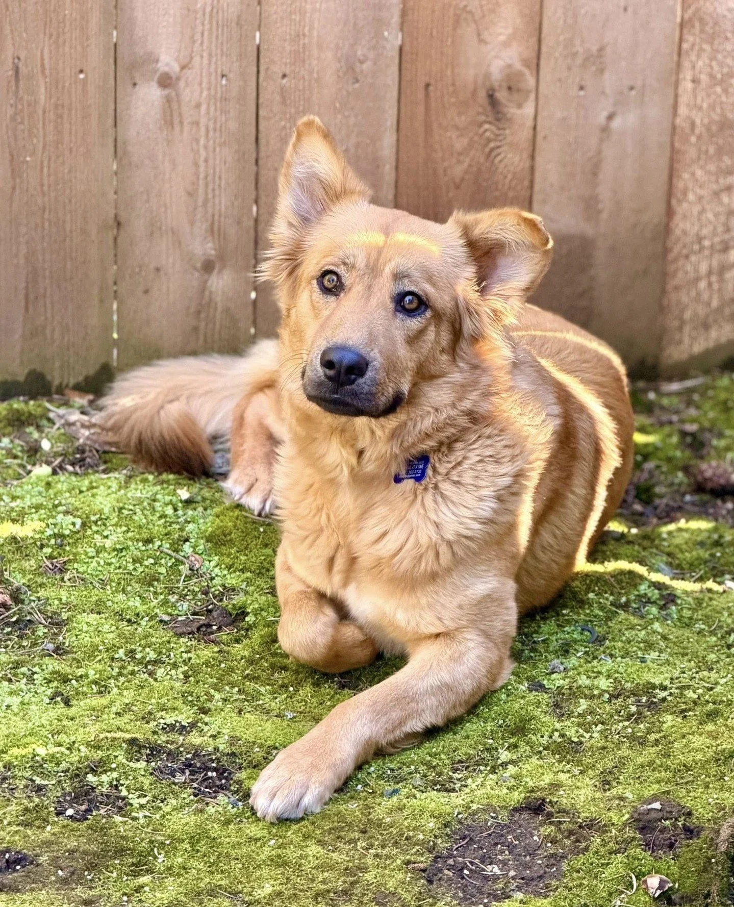 Nothing unusual here. Just St. Helens casually demonstrating her ability to reduce herself by about 60% once she reaches the couch.⁠
⁠
We don&rsquo;t know where the rest of her goes. We don&rsquo;t track it. Magic is real and it lives here now.⁠
⁠
Sh