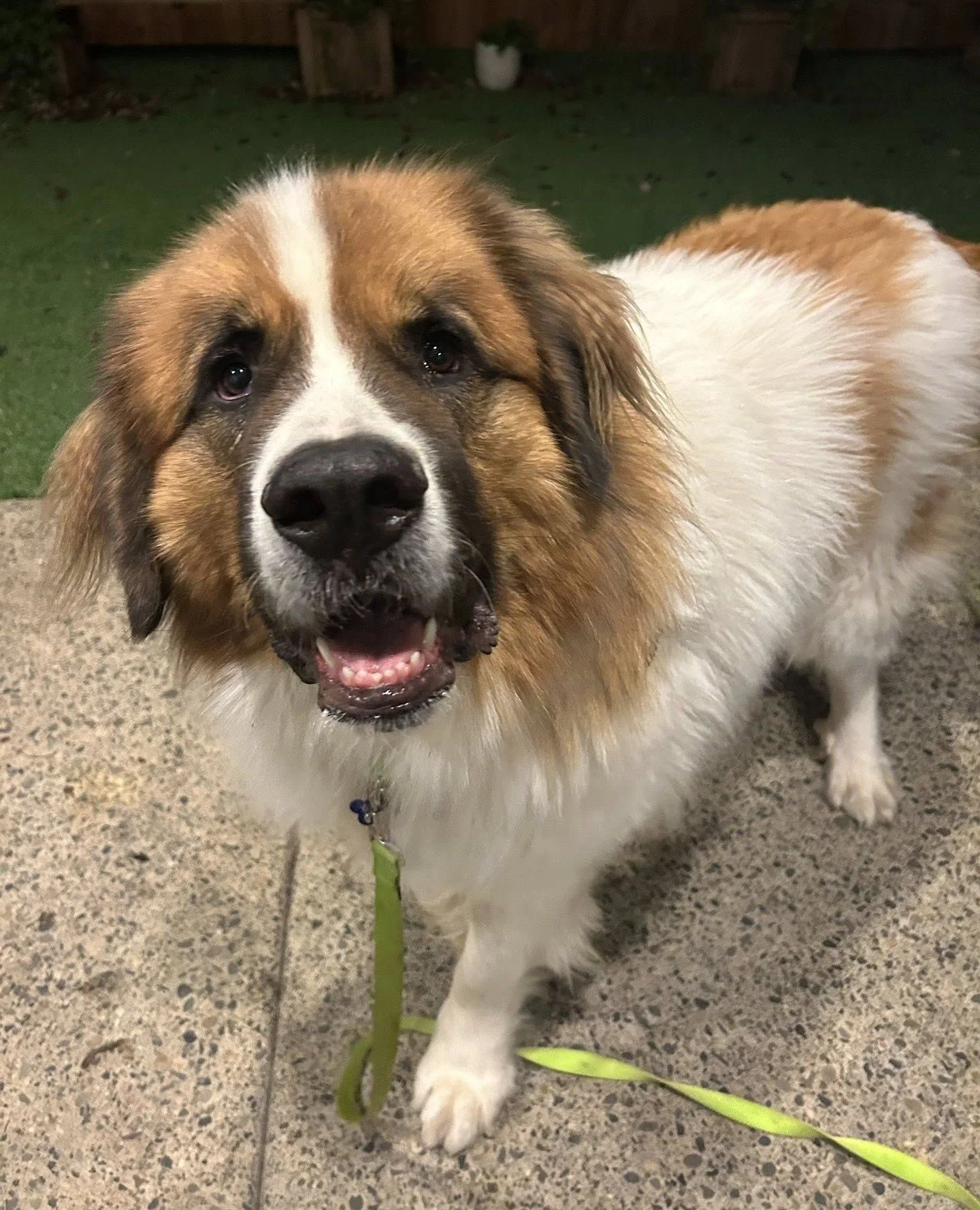 Breaking news from the summit of the Adoption Center:⁠ Mt. Adams will be occupying a significant portion of the building tomorrow, Friday 1/23 from 2:30&ndash;6:30PM. Or until someone embraces that they, too, can live amongst the third tallest mounta