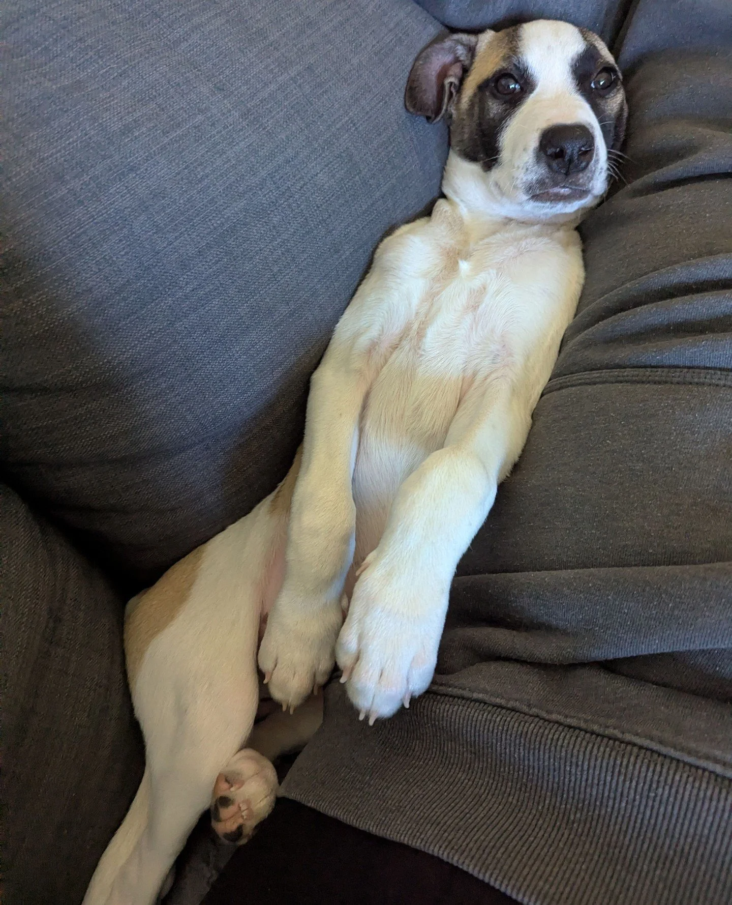 Baby Scott didn&rsquo;t choose the couch life.⁠
The couch life chose him.