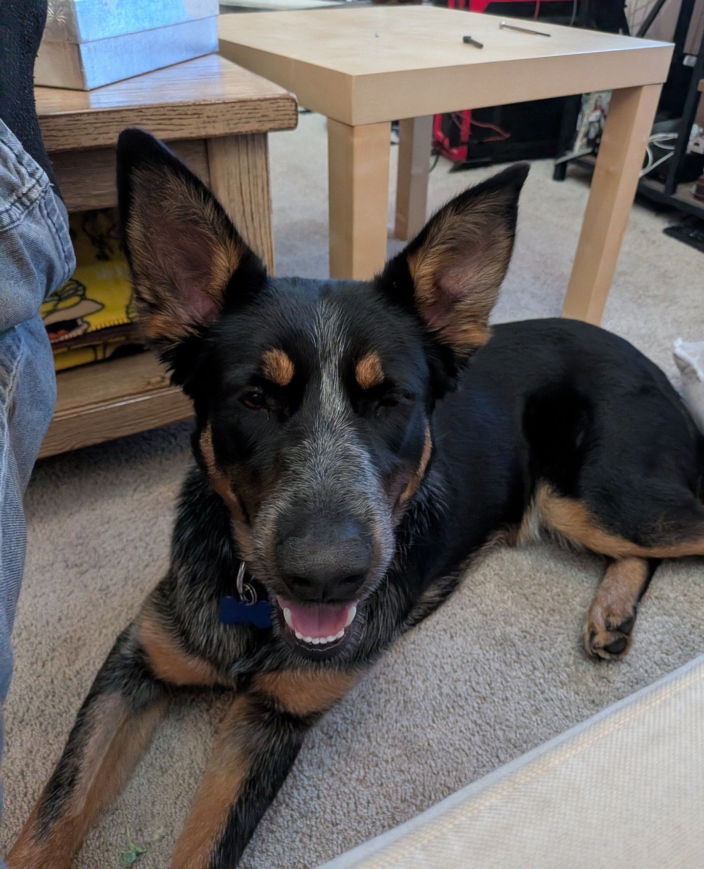 Bachelor&rsquo;s face when he laughs at your joke but didn&rsquo;t hear it. He&rsquo;s a good boy like that.⁠
⁠
Available to listen to your jokes forever and adopt at All Tails tomorrow. Bring your stand up A-game, he'll bring a supportive chuckle.