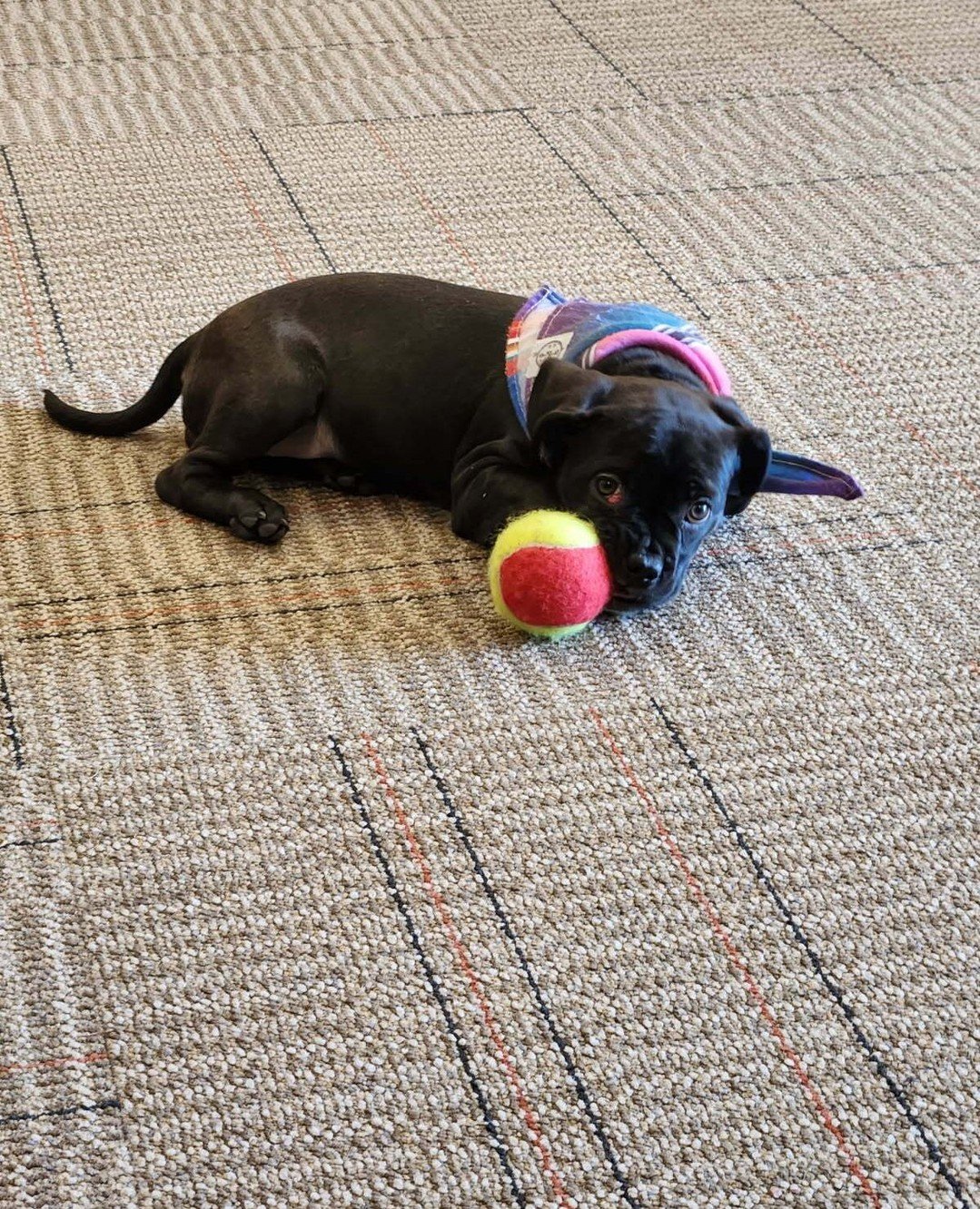 Some puppies play fetch with tennis balls. Eloise here prefers to bond with them.

This baby won&rsquo;t be at All Tails today and will likely find her humans via our Worth the Wait List. She and her special ball bud will be cheering on from home, th