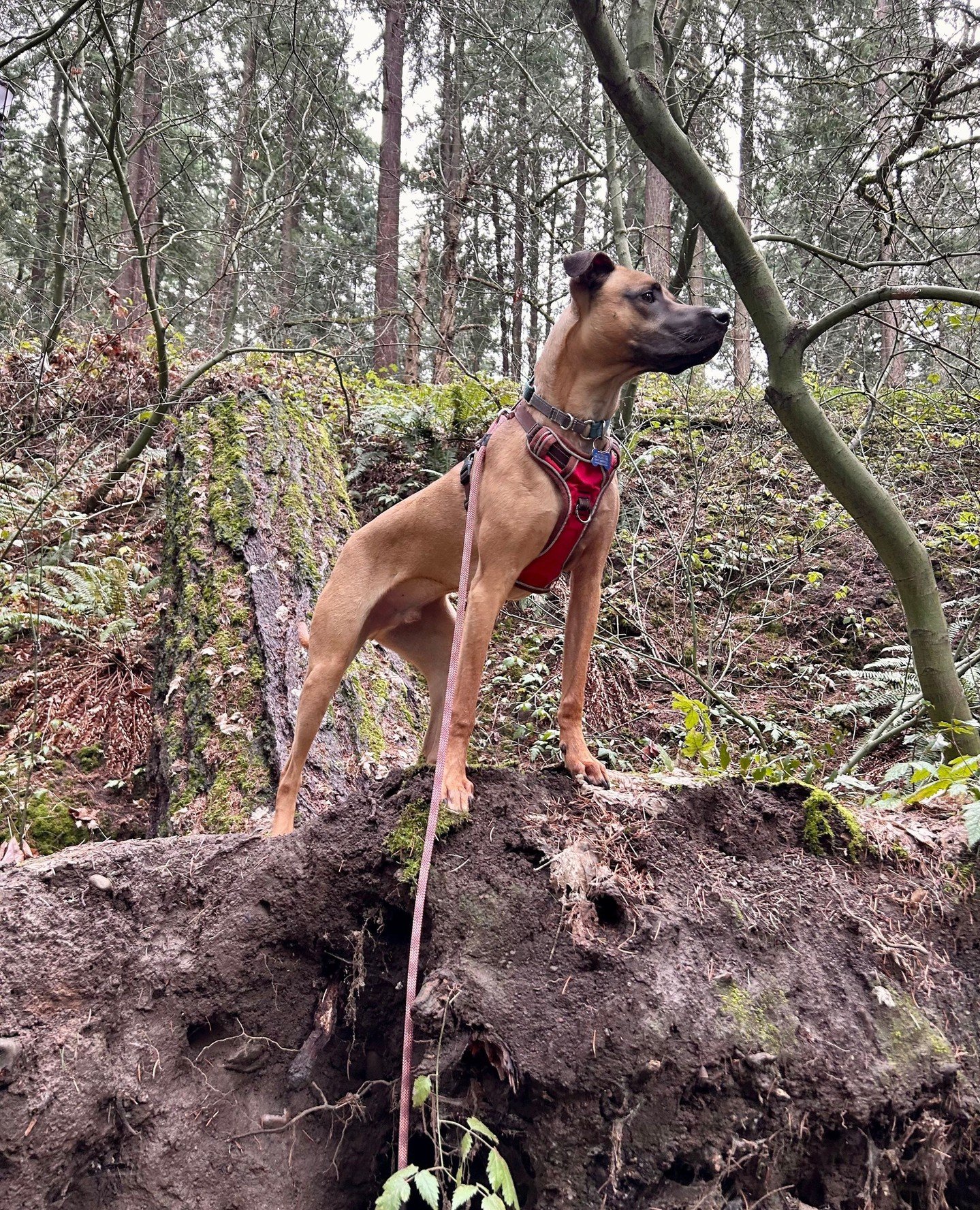 Rain or shine, Francis is outside. Frankly, he finds weather to be more of a suggestion.⁠
⁠
If you&rsquo;re into a good boy who doesn&rsquo;t cancel plans due to the forecast, Francis is ready for ya. Learn more about him via the link in our bio.